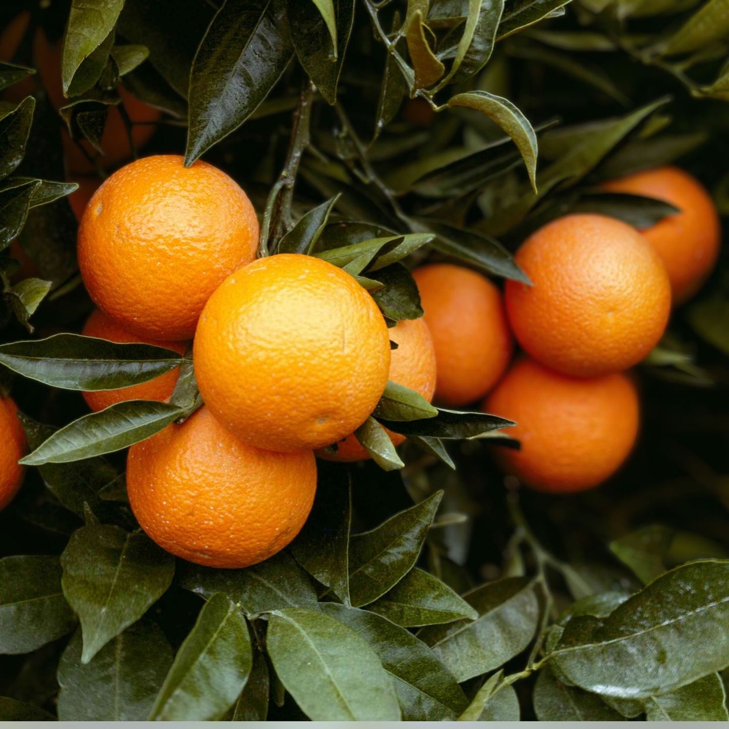 Orange Giant Citrus Tree Cutting 6-Inch Citrus sinensis Fruit Tree Propagation