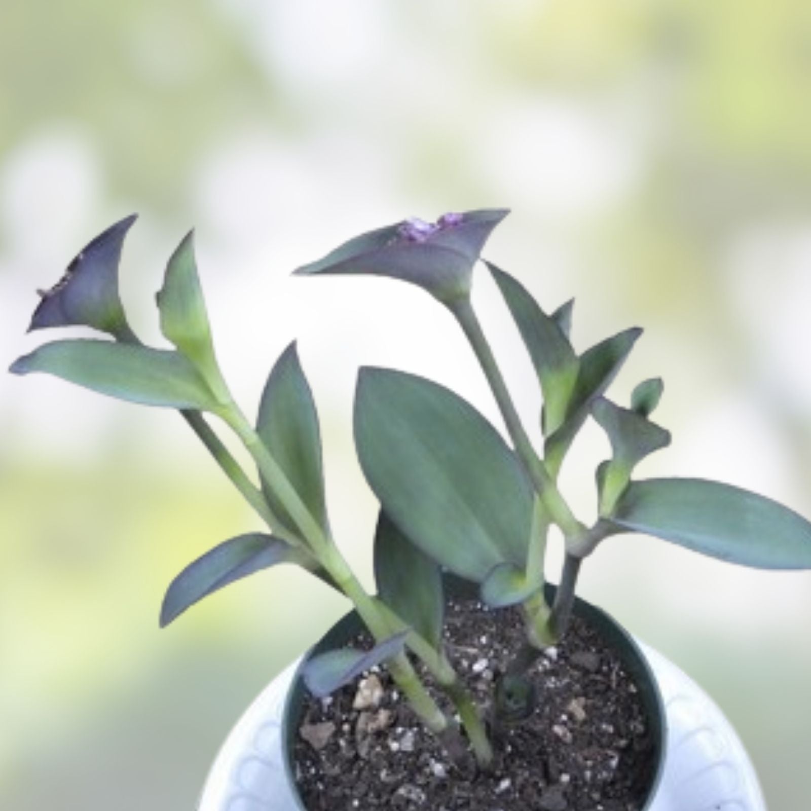 Variegated Tradescantia Blushing Bride Cuttings - 3 Wandering Jew Houseplants for Indoor Gardening - Rare Indoor Plant