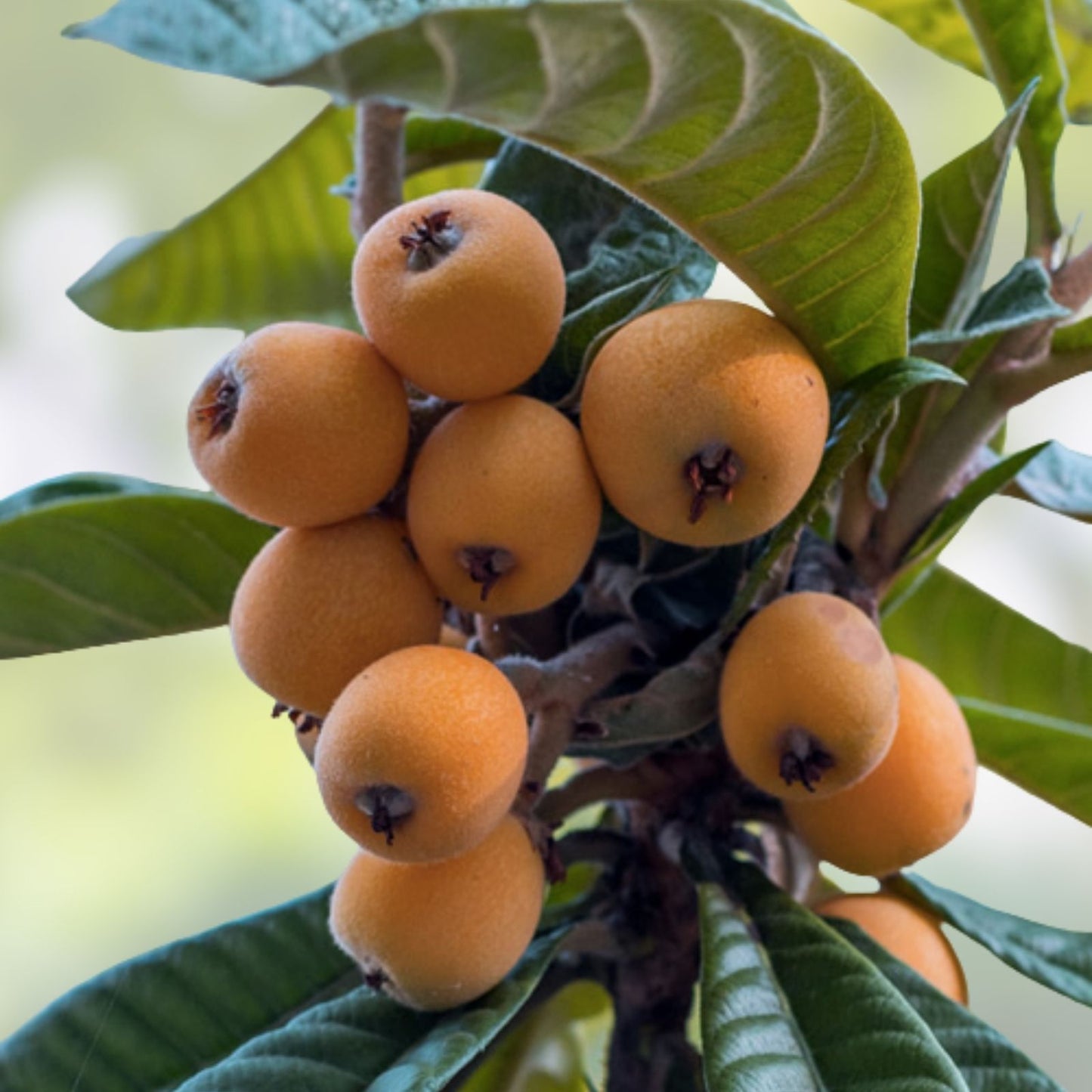 Loquat Scions for Grafting, Tori White Variety, 3 Cuttings, Eriobotrya japonica, Fruit Tree Propagation, Garden Planting