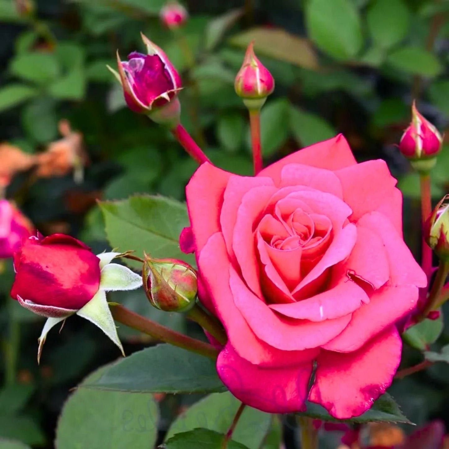 Dark Pink Rose Cuttings - 5 Fragrant Stems for Planting - Rosa Hybrid Garden Rose Propagation