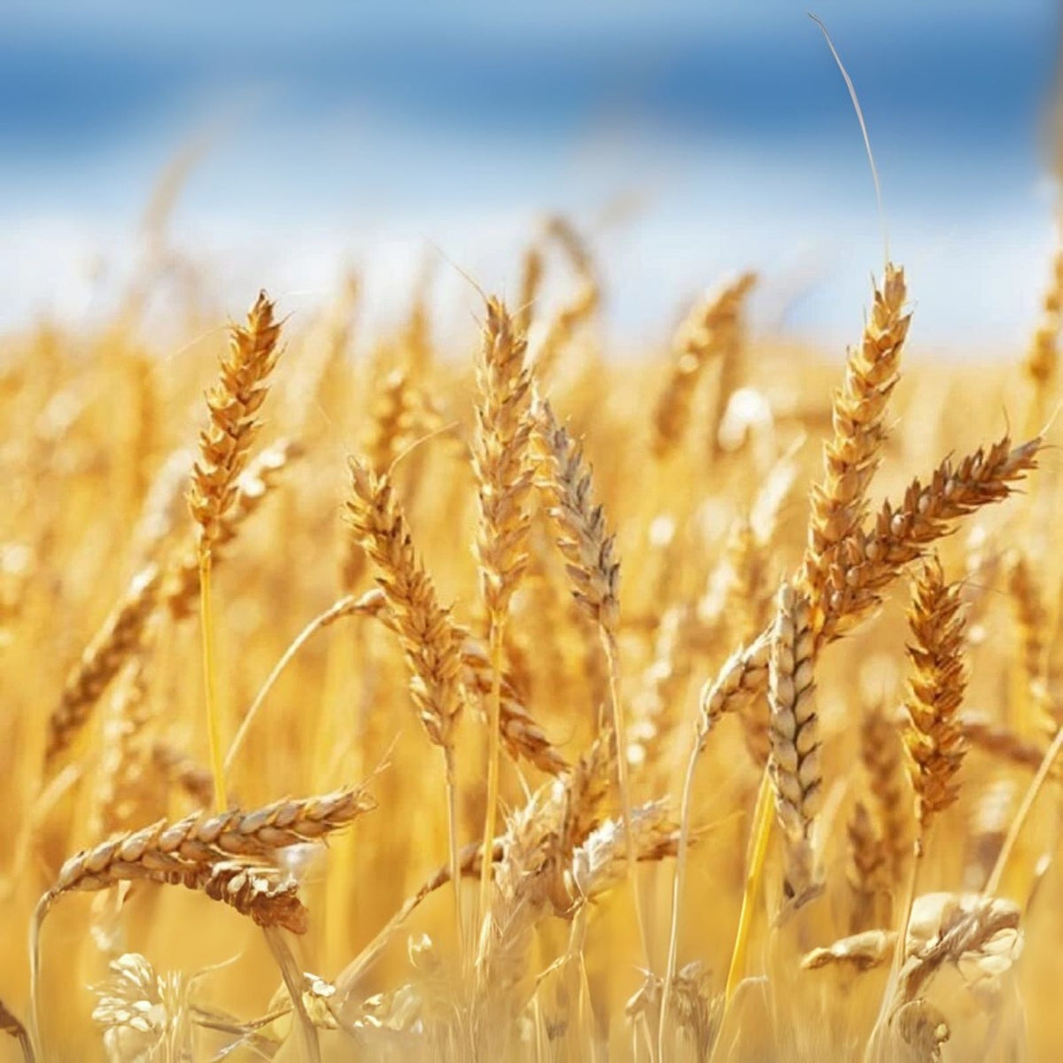 Wheat Cover Crop Seeds 25 lbs Non-GMO Winter Wheat Food Plot Seed for Deer & Turkey - Triticum aestivum