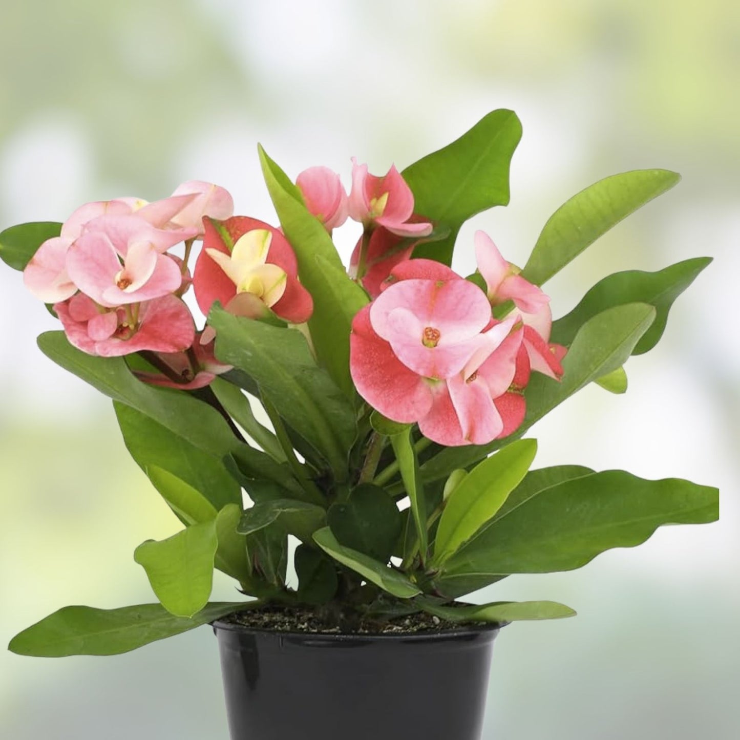 Crown of Thorns Succulent Plant - Red Flowers - Euphorbia Milii Cactus - Indoor Garden Plant, Drought Tolerant, Easy Care