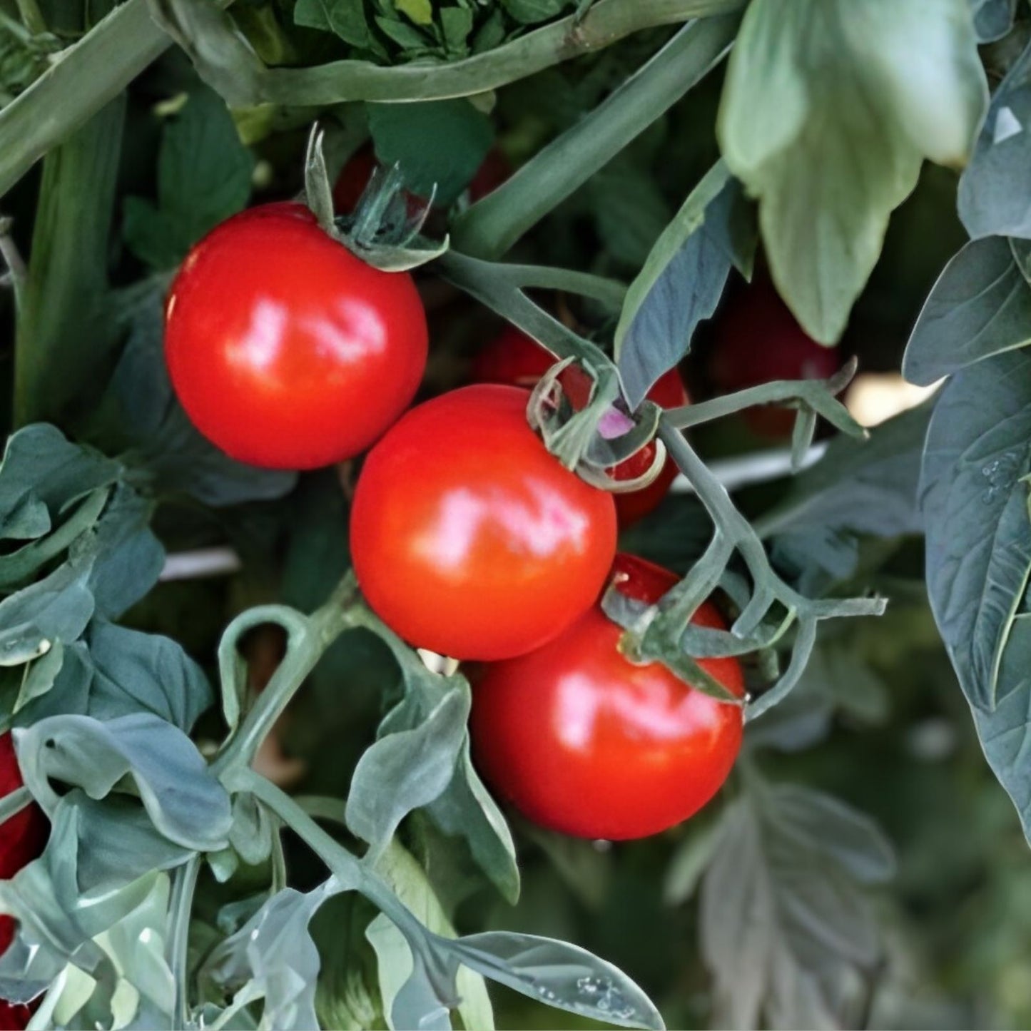 Roma Tomato Live Starter Plants Set of 2, Heirloom Variety, Pesticide-Free, Solanum lycopersicum
