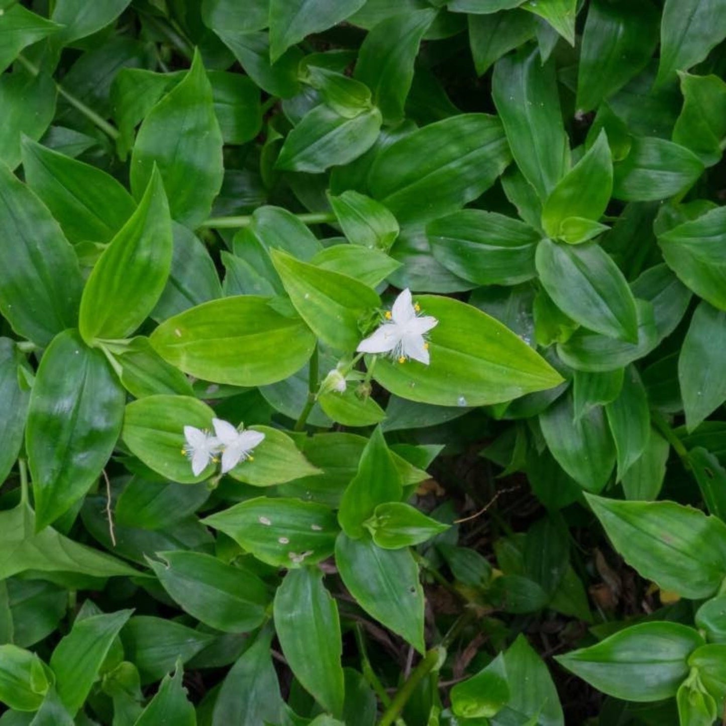 Unrooted Plant Cutting – Green Wandering Jew, Tradescantia Aurea 'Inch Plant' – 12 Inches Long for Propagation