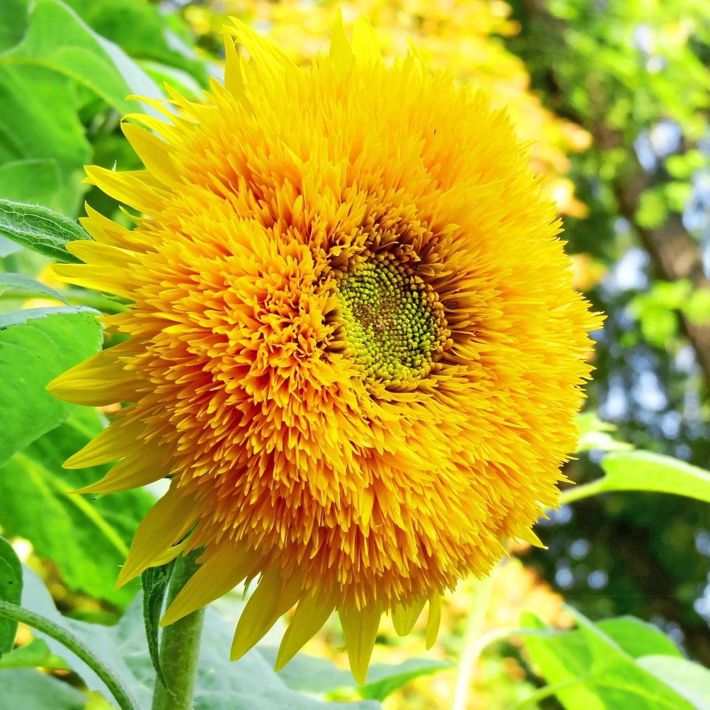 Sungold Dwarf Teddy Bear Sunflower Seeds – 50 Organic Helianthus annuus Seeds for Garden, USA Grown, Free Shipping