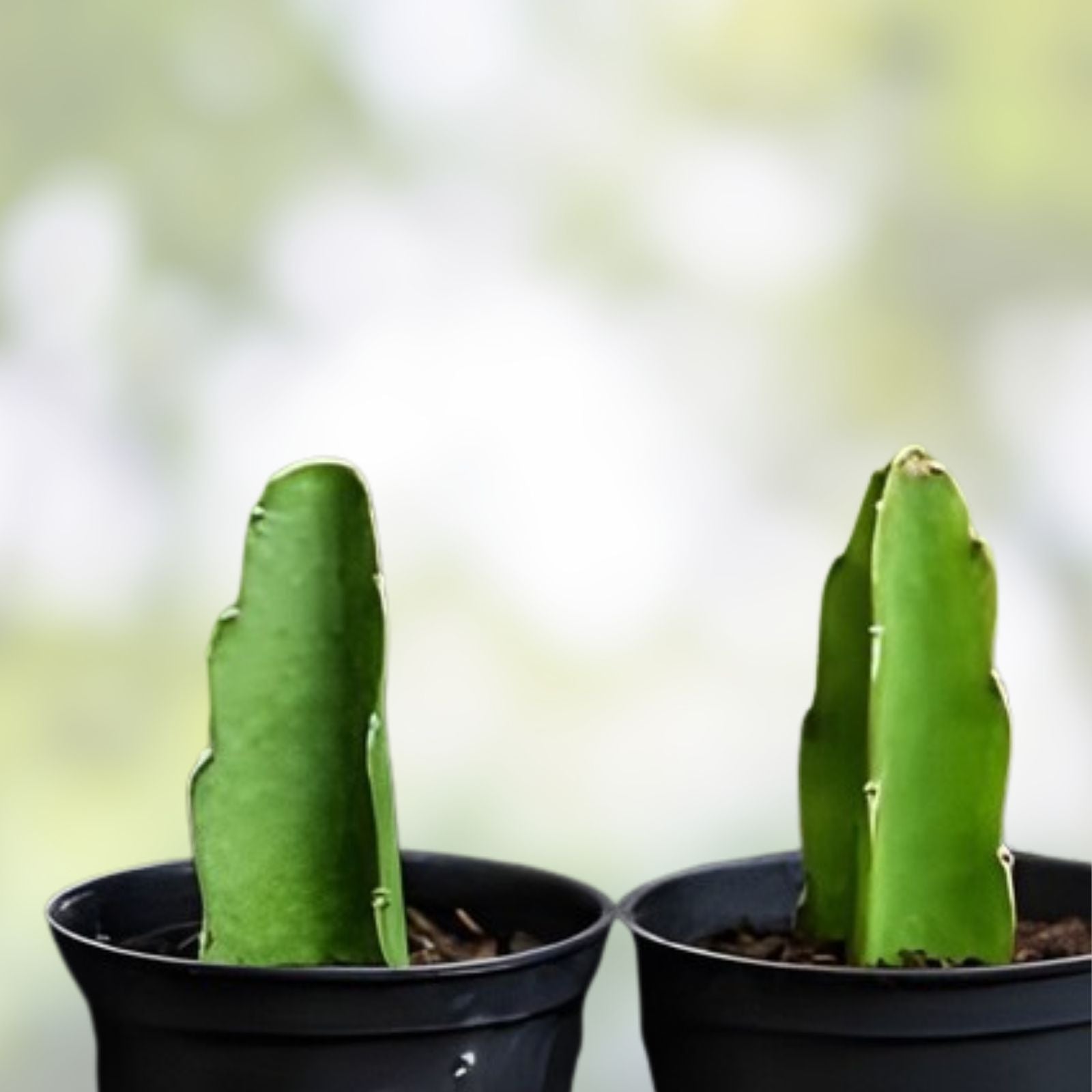 Dragon Fruit Cuttings 8-10 Inch Long, Pitaya Varieties, Fresh Plant Propagation, Hylocereus spp.