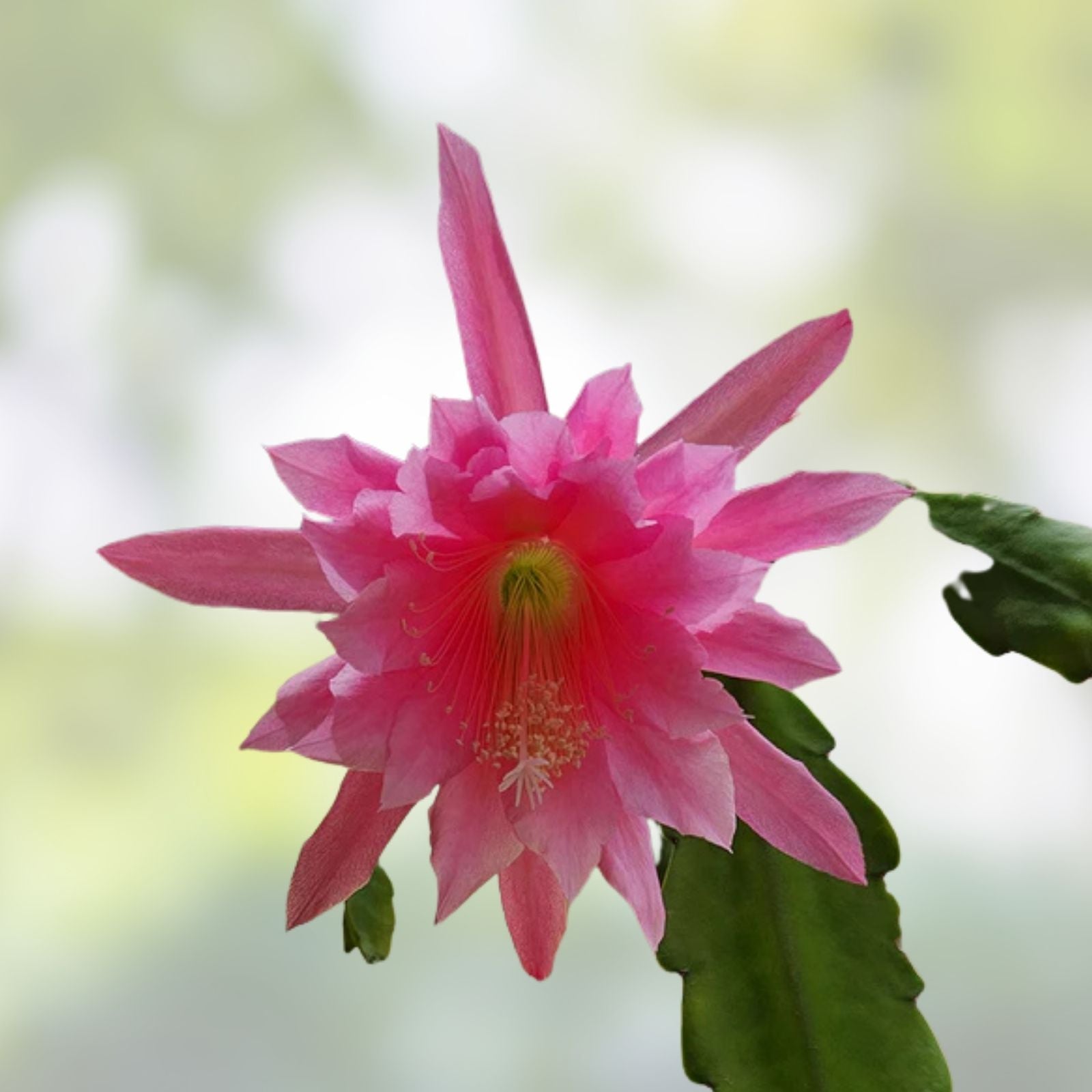 Epiphyllum Hybrid Orchid Cactus Cuttings | Colorful Varieties | Free Hybrid Seeds | Epiphyllum spp.