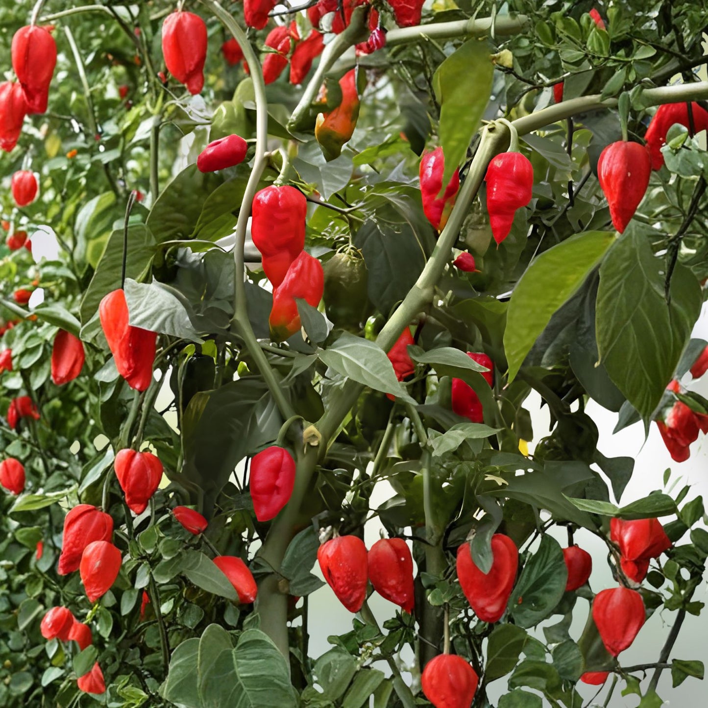 Ghost Hot Pepper Seeds, Organic Bhut Jolokia Red Chili Seeds, Scorching Ghost Pepper, Capsicum chinense, Vegetable Seeds, Live Plant, Cutting