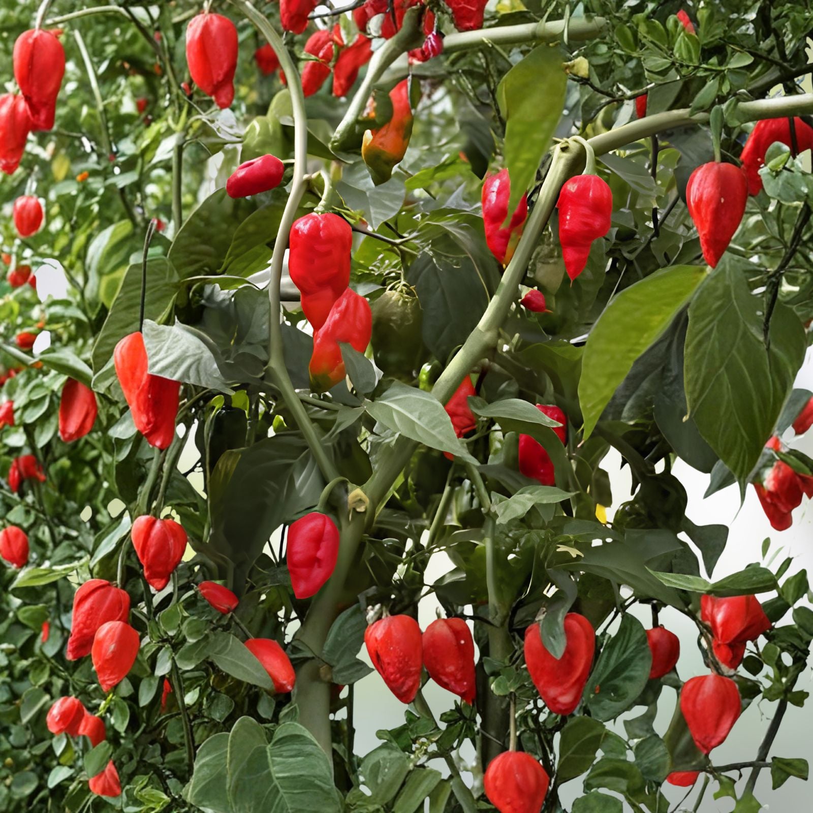 Ghost Hot Pepper Seeds, Organic Bhut Jolokia Red Chili Seeds, Scorching Ghost Pepper, Capsicum chinense, Vegetable Seeds, Live Plant, Cutting