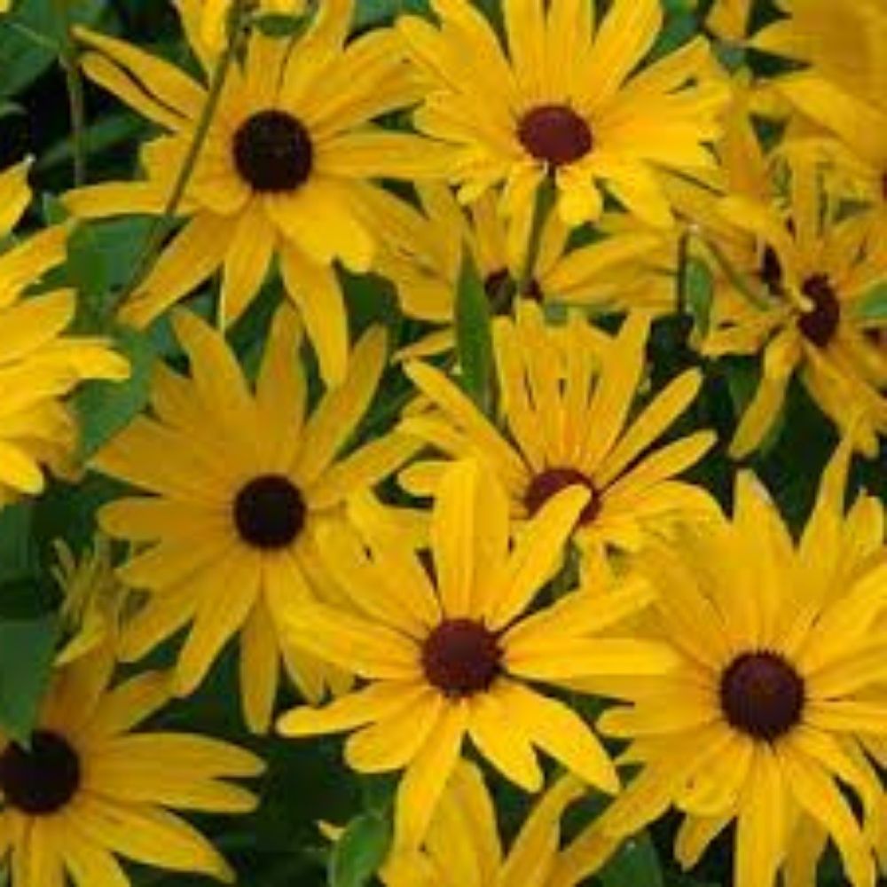 Yellow Wildflower Seed Mix 200 Count Organic Native Pollinator Garden Seeds - Wildflower Blend (USA)