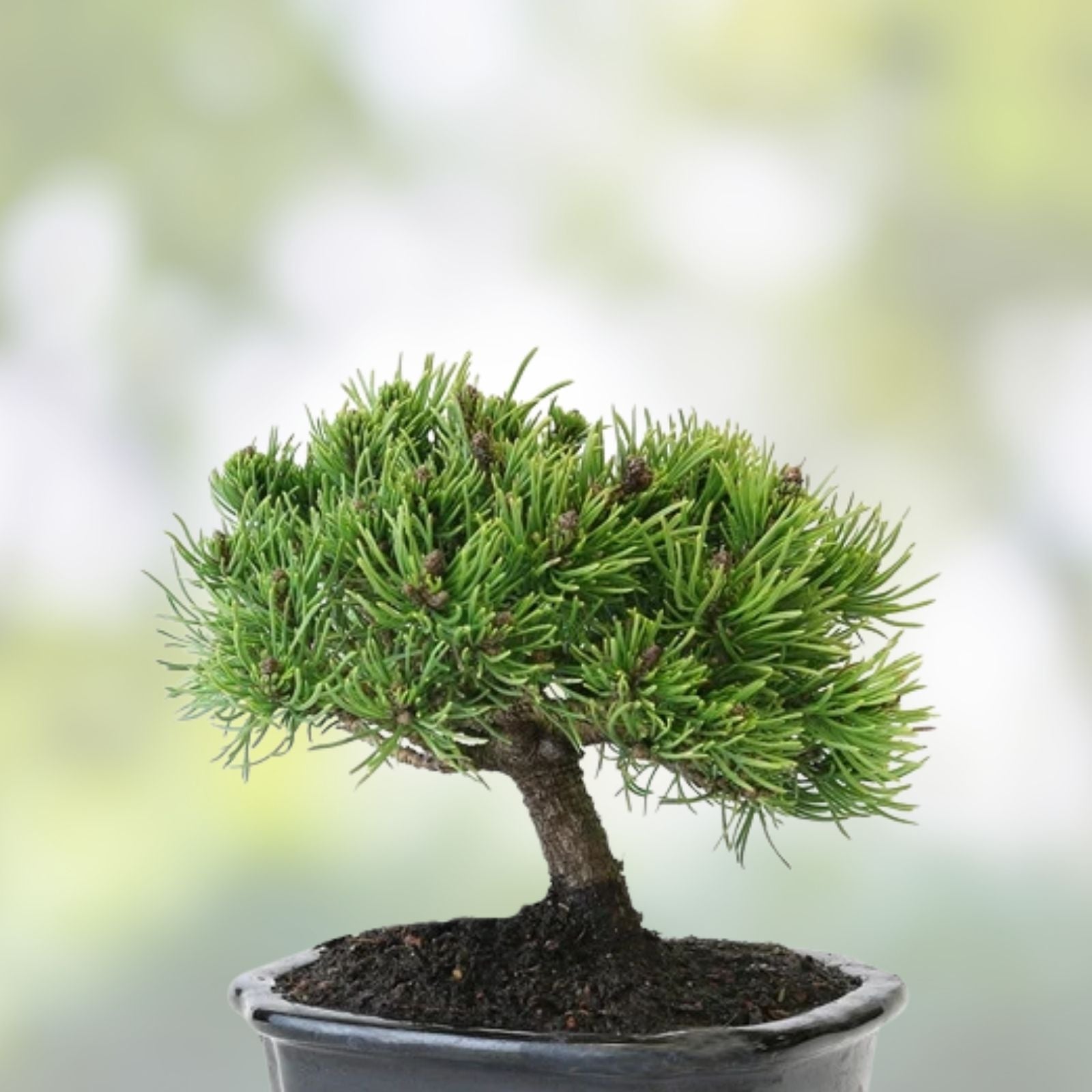 Dwarf Mugo Pine Bonsai Tree Seeds 30 Pack - Pinus mugo pumilio - Grow Your Own Bonsai Tree
