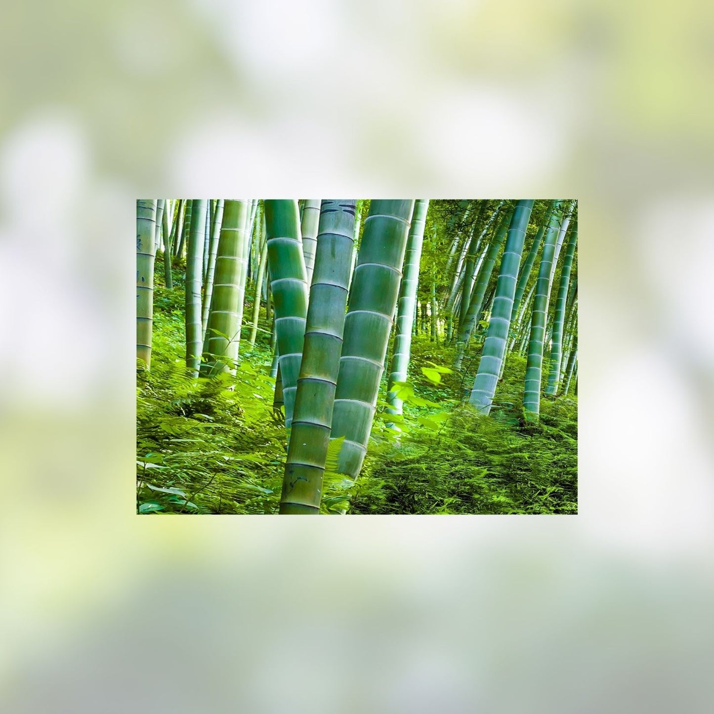 Bamboo Seeds for Planting – 100+ Count – Exotic Fast Growing Phyllostachys spp. Seeds from Iowa, USA