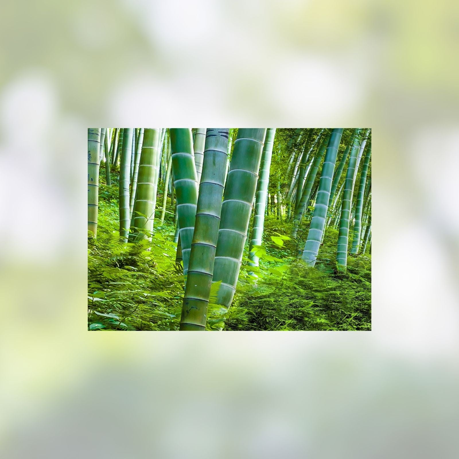 Bamboo Seeds for Planting – 100+ Count – Exotic Fast Growing Phyllostachys spp. Seeds from Iowa, USA