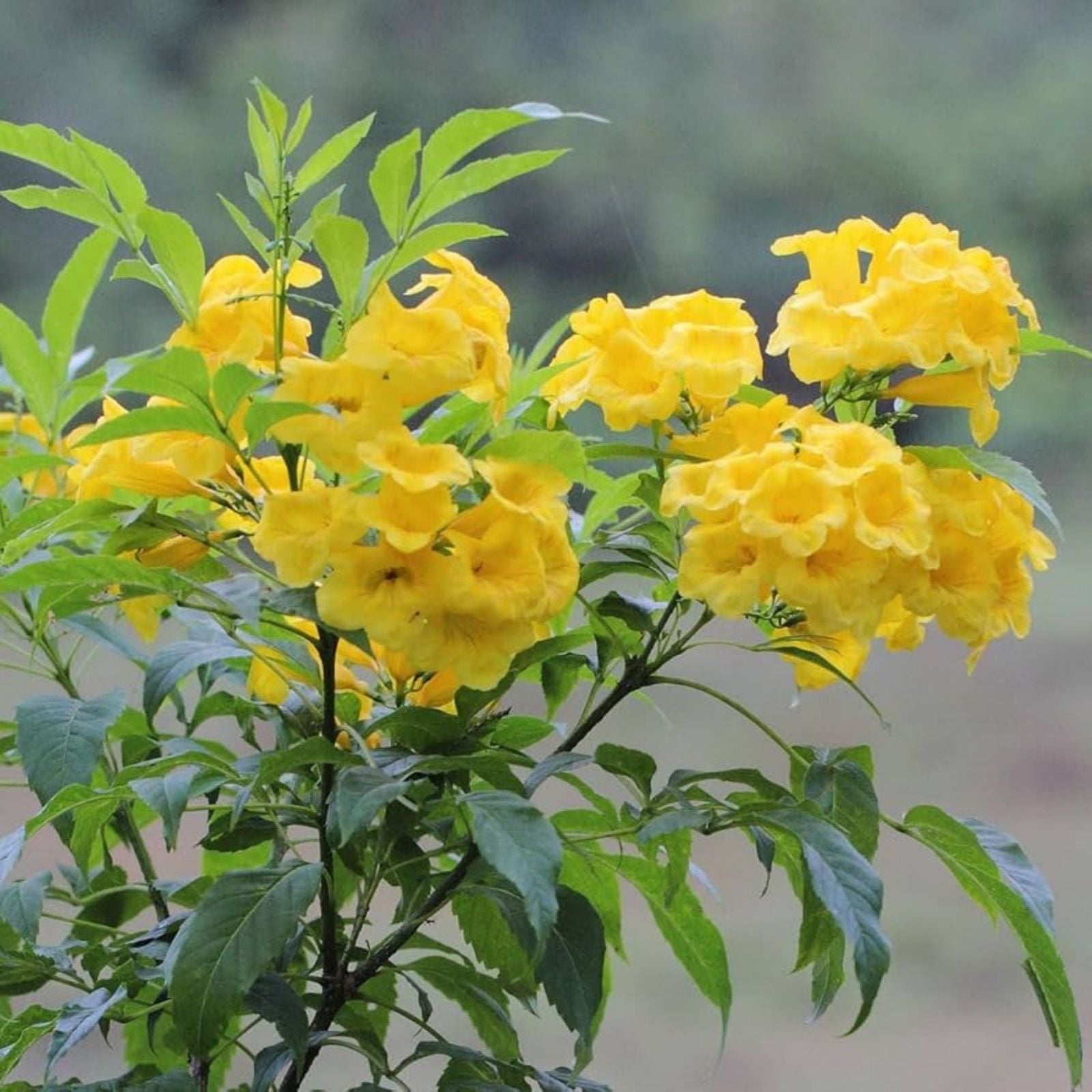 Yellow Trumpetbush Seeds - 20 Count - Rare Exotic Tecoma stans Flowering Plant Seeds