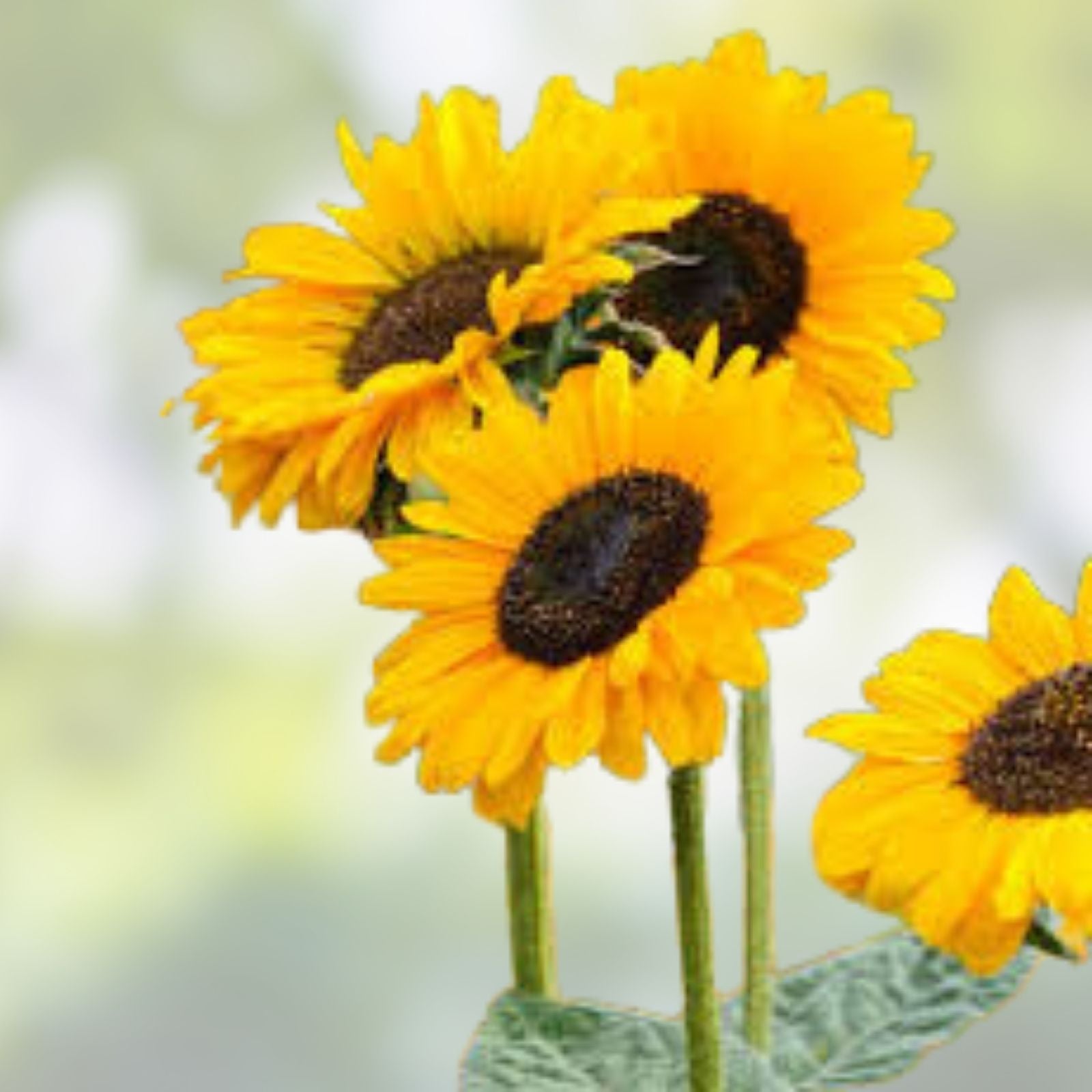 Golden Sunflower Seeds 100 Count, Helianthus annuus, Garden Flower Seeds, Ornamental & Wildlife Planting, Newly Harvested