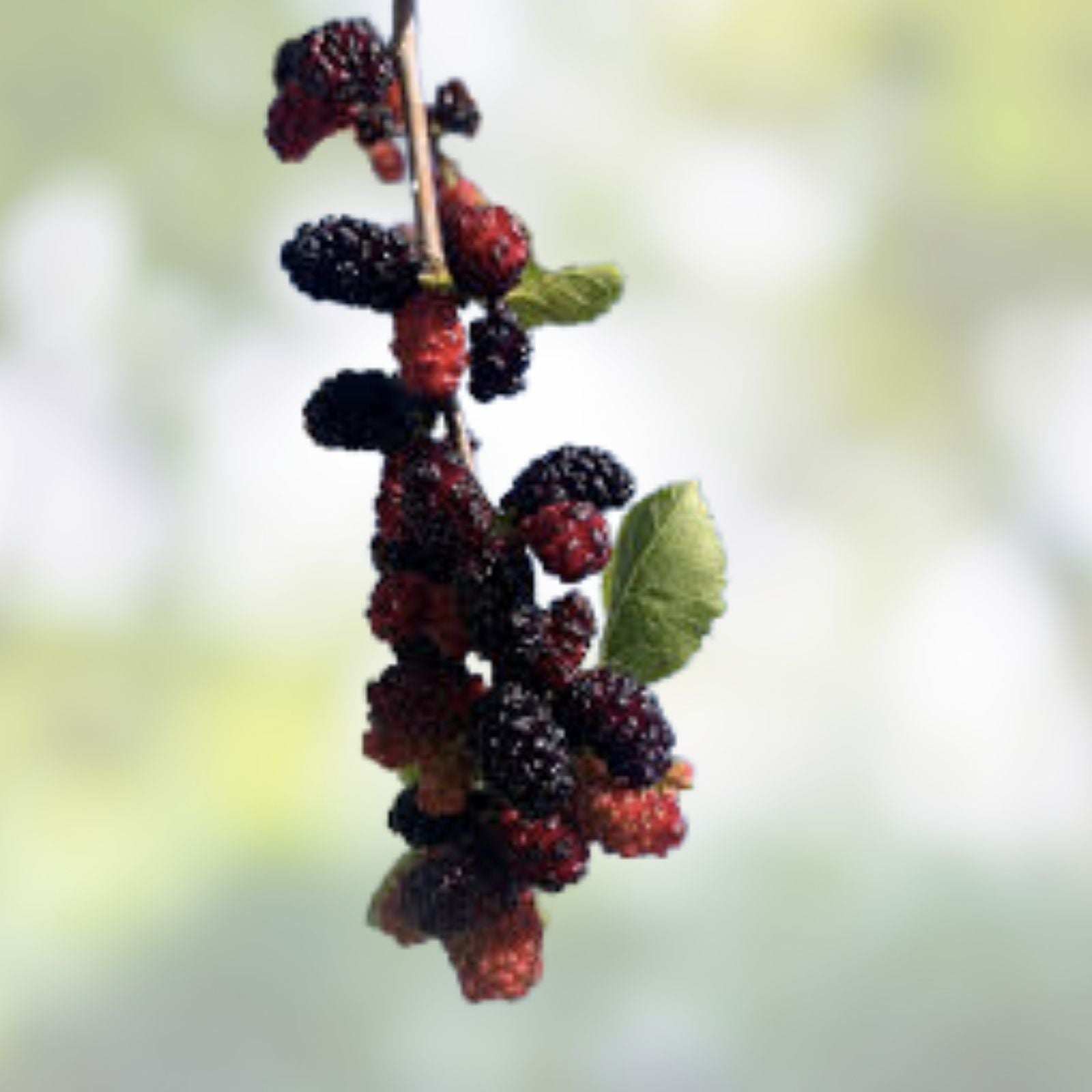 Mulberry Cuttings Wholesale Lot 10 Pack Organic Unrooted Morus spp, 8 Inches or More