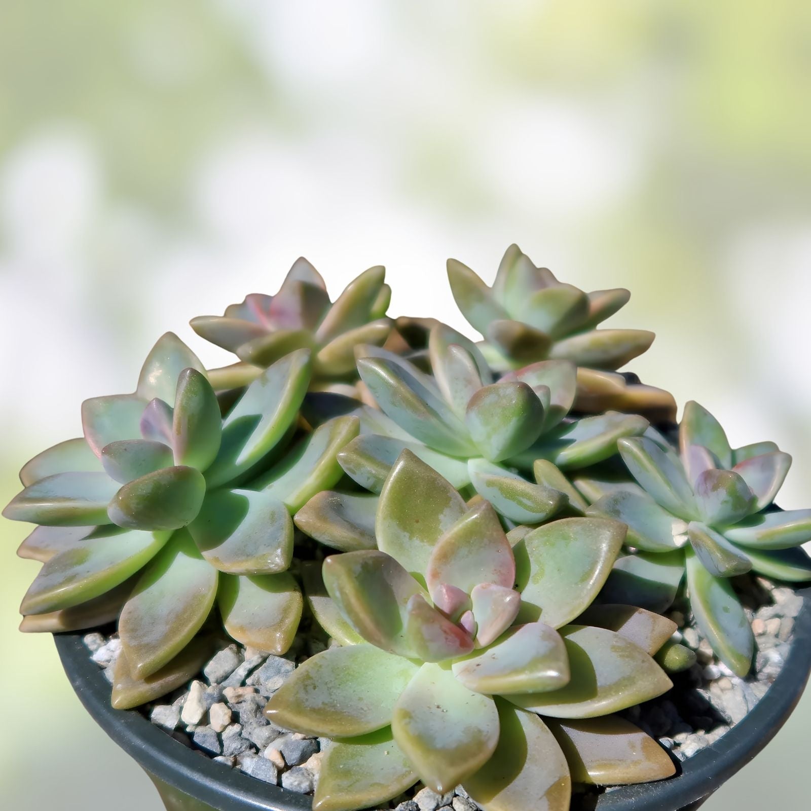 Graptopetalum Paraguayense Ghost Plant Succulent Cuttings – 3 Healthy Propagation Plantlets, Easy Care, Unique Gray-White Foliage