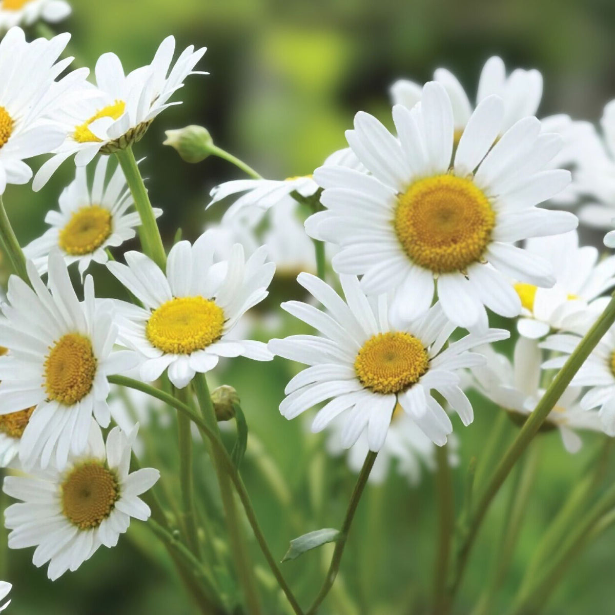 Shasta Daisy Seeds - Non-GMO Perennial - White Flower Variety - Leucanthemum x superbum - Garden Flower Seeds