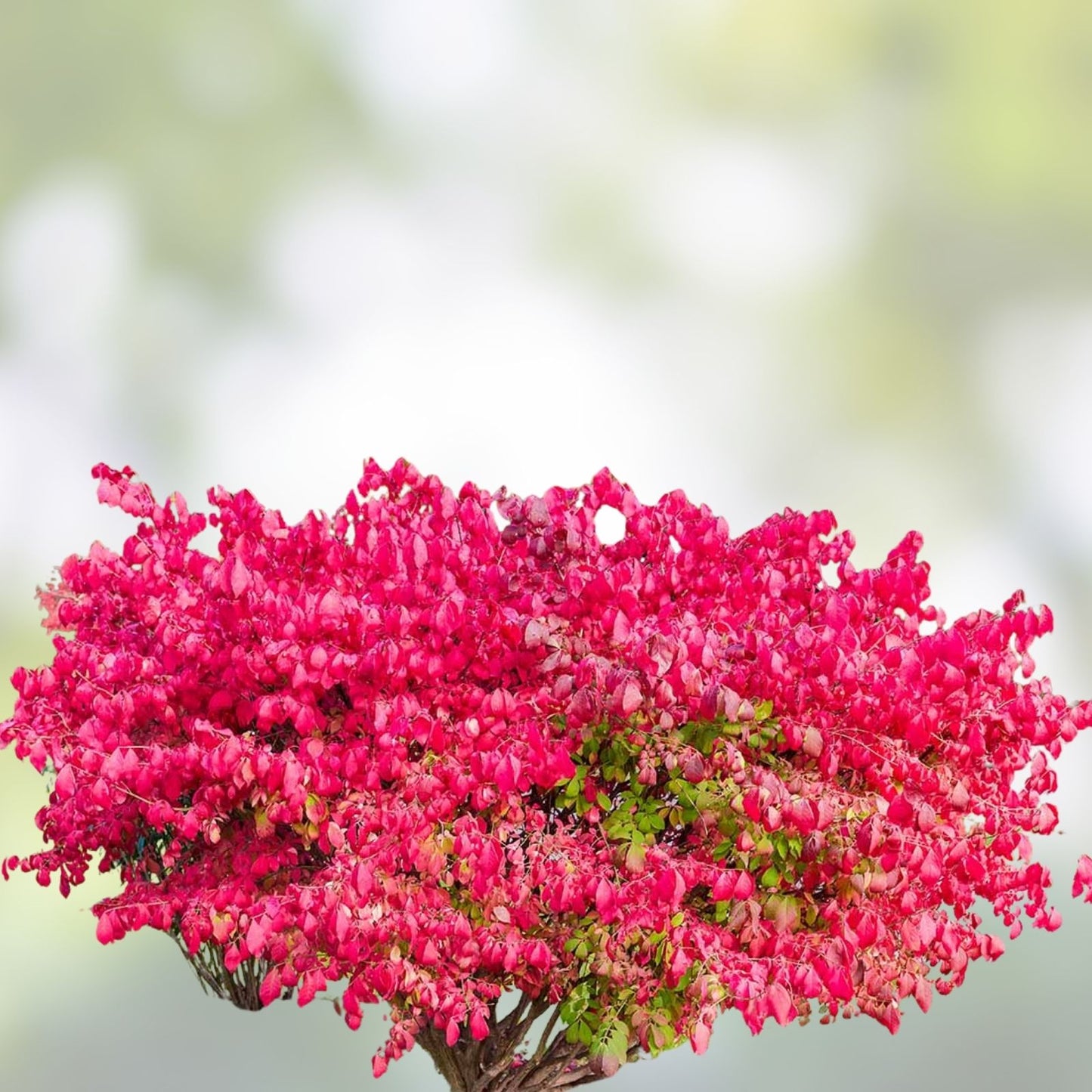 Burning Bush Cuttings Set of 12, Unrooted 6-8 Inches, Euonymus alatus, Red Fall Foliage, Hardy Shrub for Landscaping