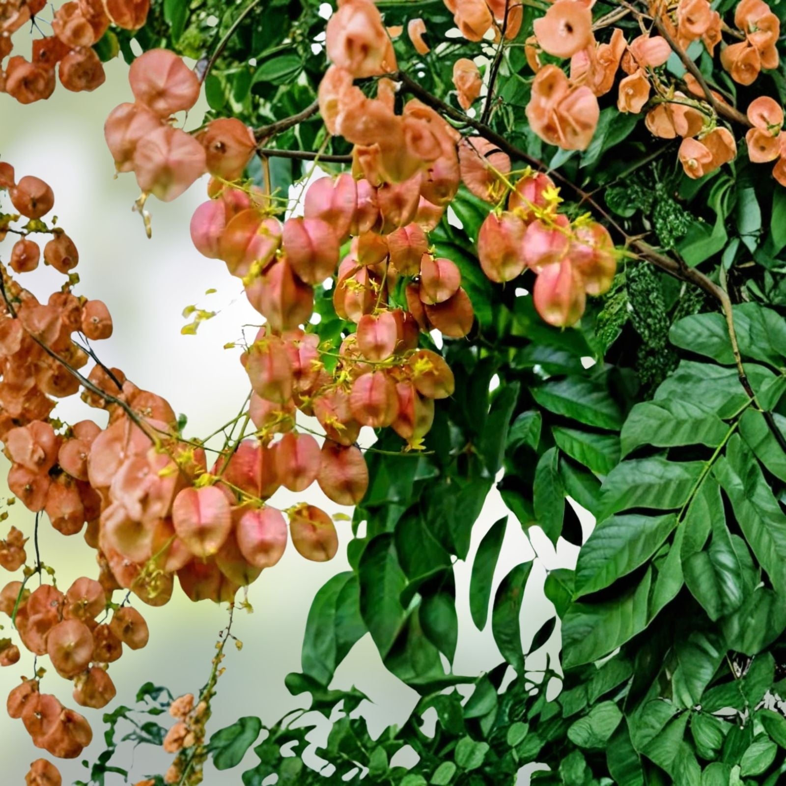 Chinese Golden Rain Tree Seeds 6 Pack, Ornamental Drought-Tolerant Koelreuteria bipinnata for Planting