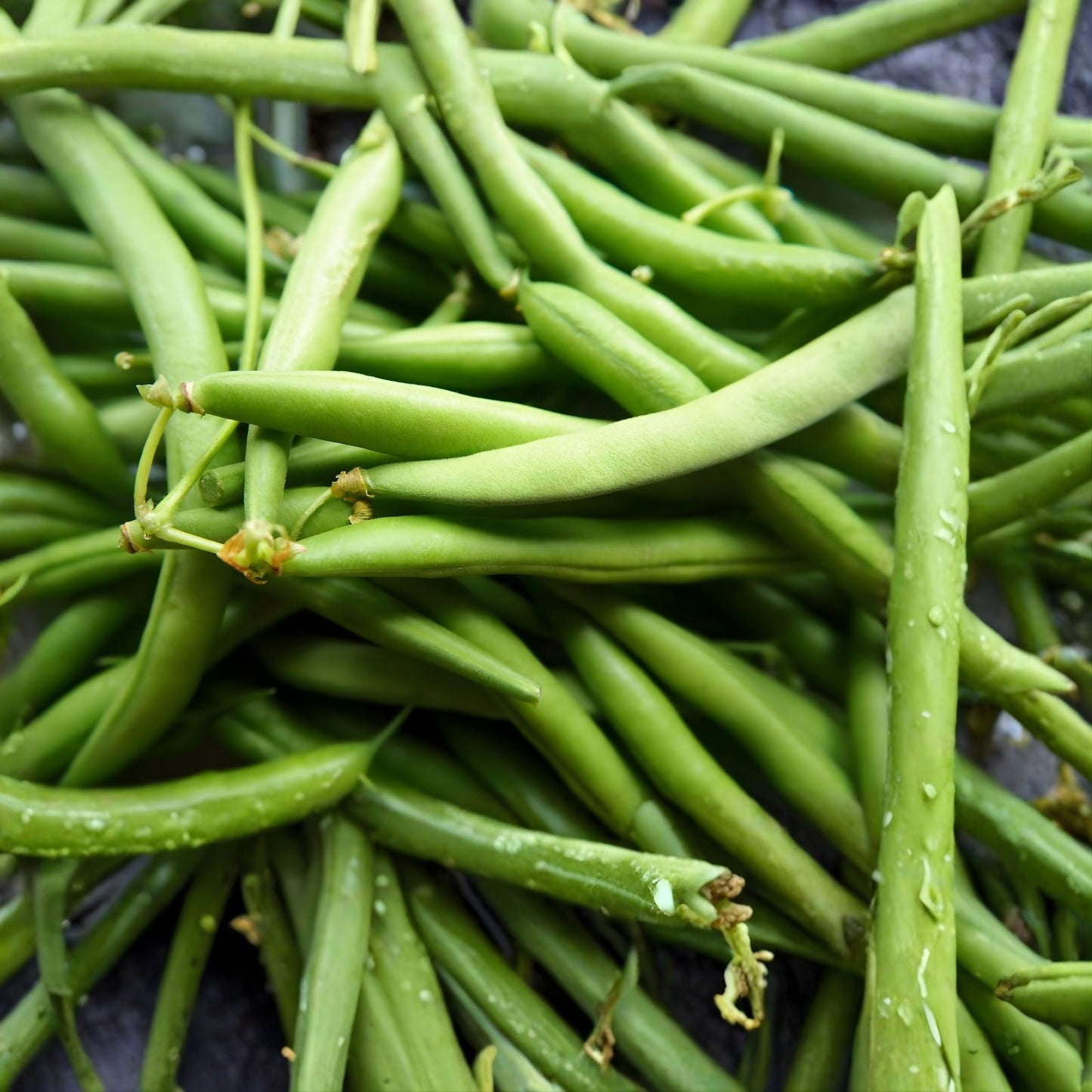 Bush Bean Seeds 50+ Count - Topcrop Snap Bean Phaseolus vulgaris - High Yield Non-GMO Vegetable Garden Seed