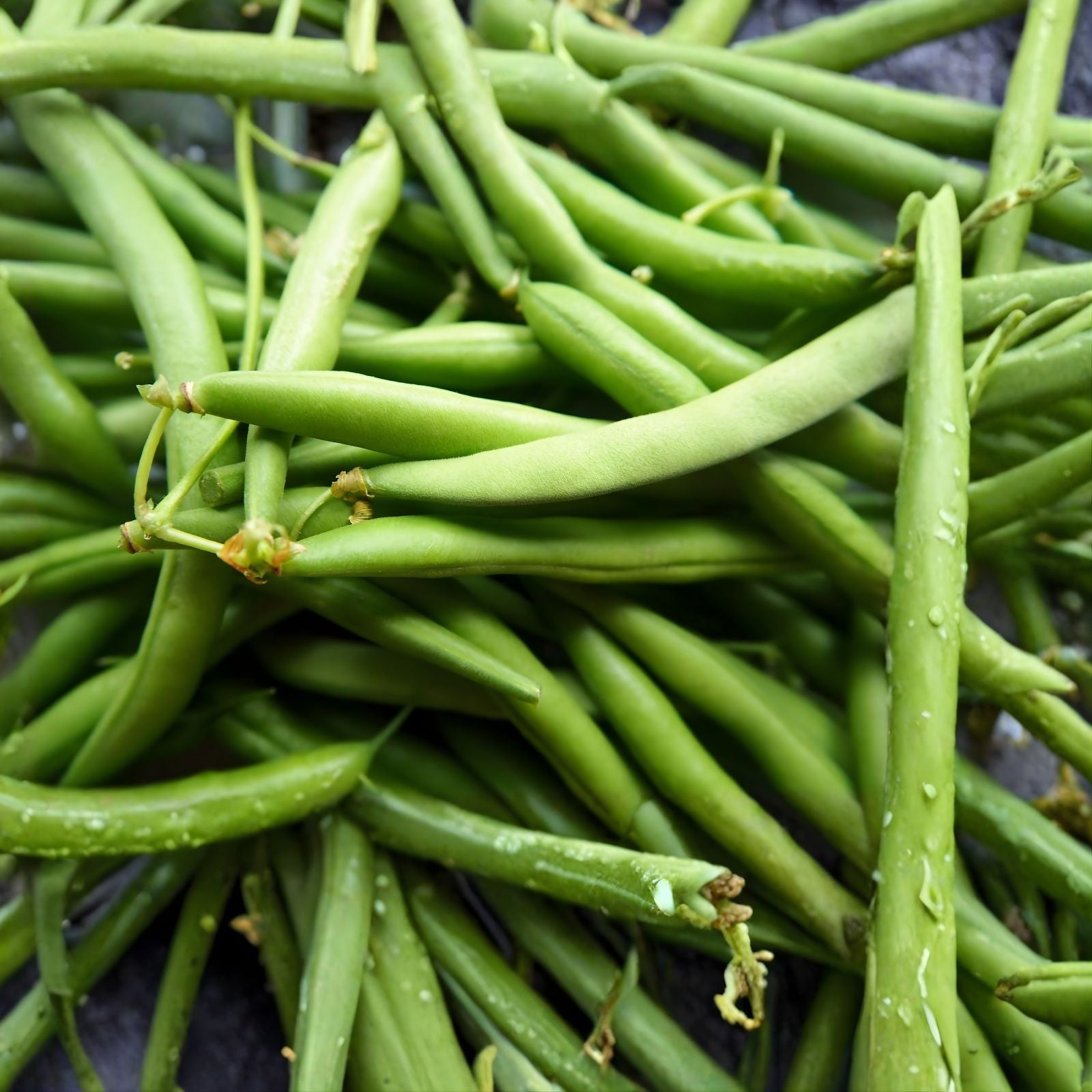 Bush Bean Seeds 50+ Count - Topcrop Snap Bean Phaseolus vulgaris - High Yield Non-GMO Vegetable Garden Seed