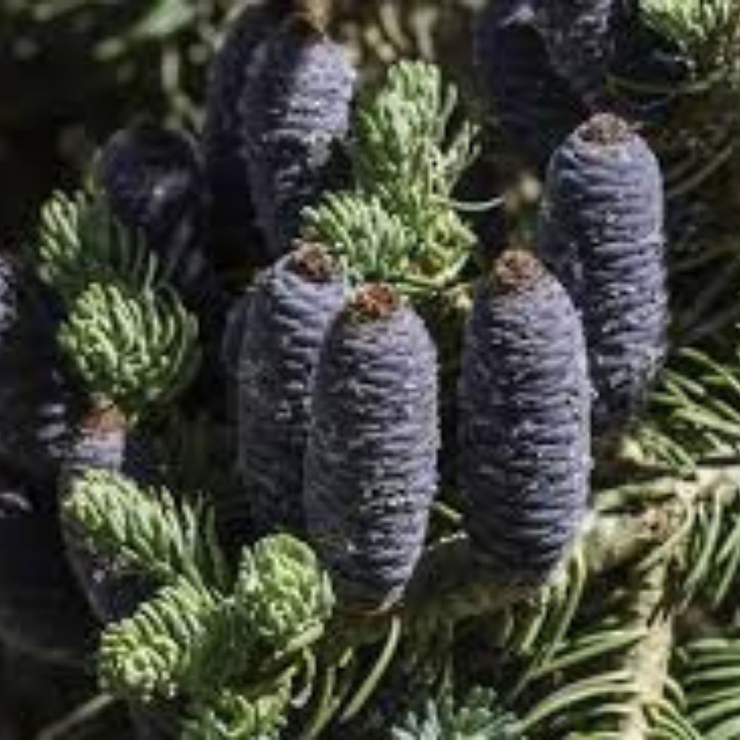 White Fir Seeds 30 Pack, Abies concolor, Evergreen Tree Seeds, Conifer Seeds for Planting, Gardening Supplies