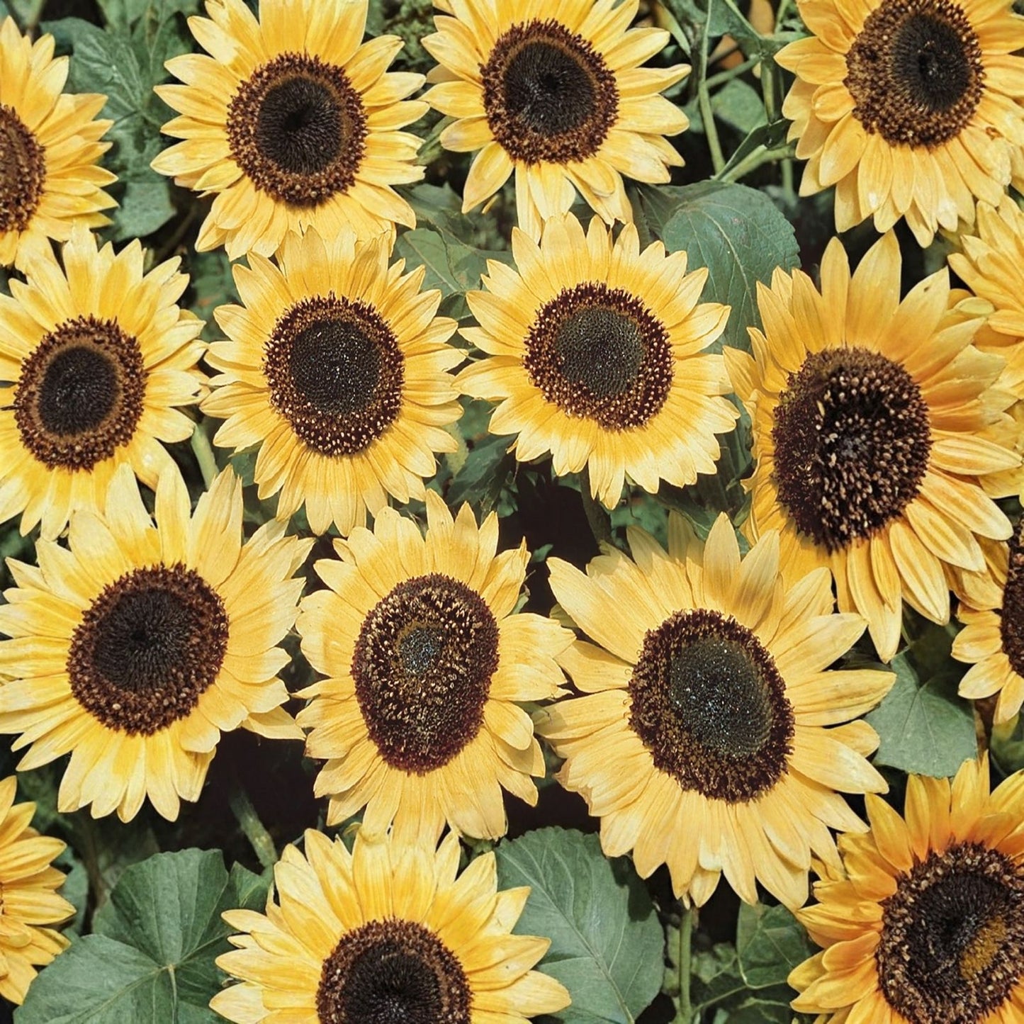 Lemon Queen Sunflower Seeds 50 Pack - Helianthus annuus Bright Yellow Blooms for Garden Planting
