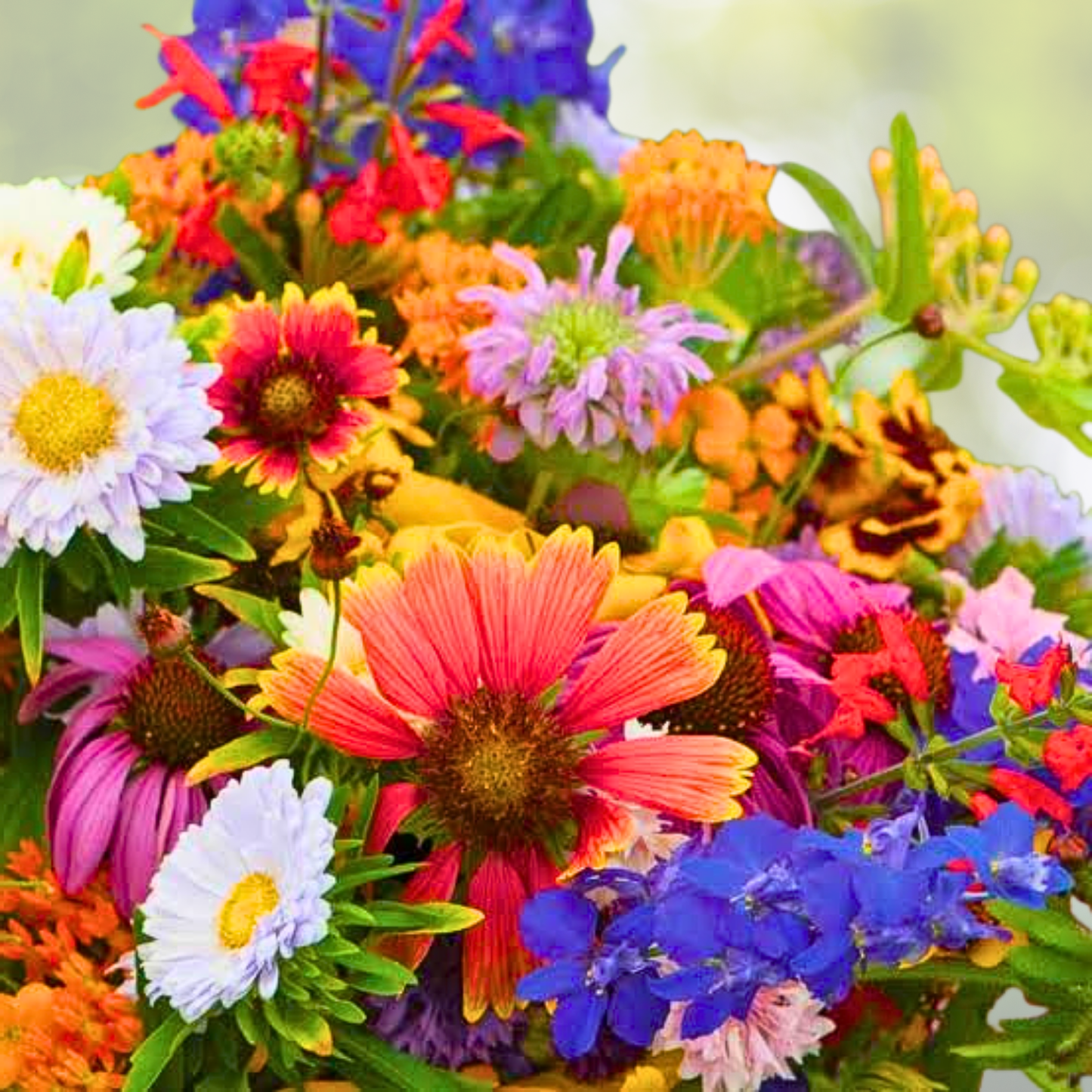 Wildflower Seed Mix - Landscaper's Pack - Non-GMO Hummingbird Nectar - 5000 Seeds - Diverse Pollinator-Friendly Blend