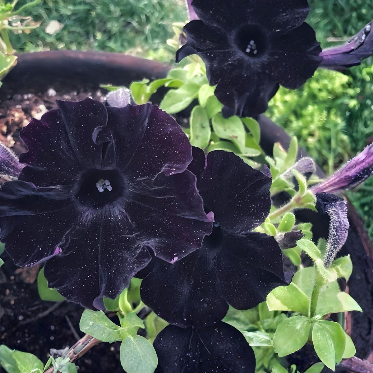 Black Velvet Mum Seeds 200+ Annual Chrysanthemum Flower Seeds Dark Velvet Blooms Garden & Container Plant Chrysanthemum morifolium