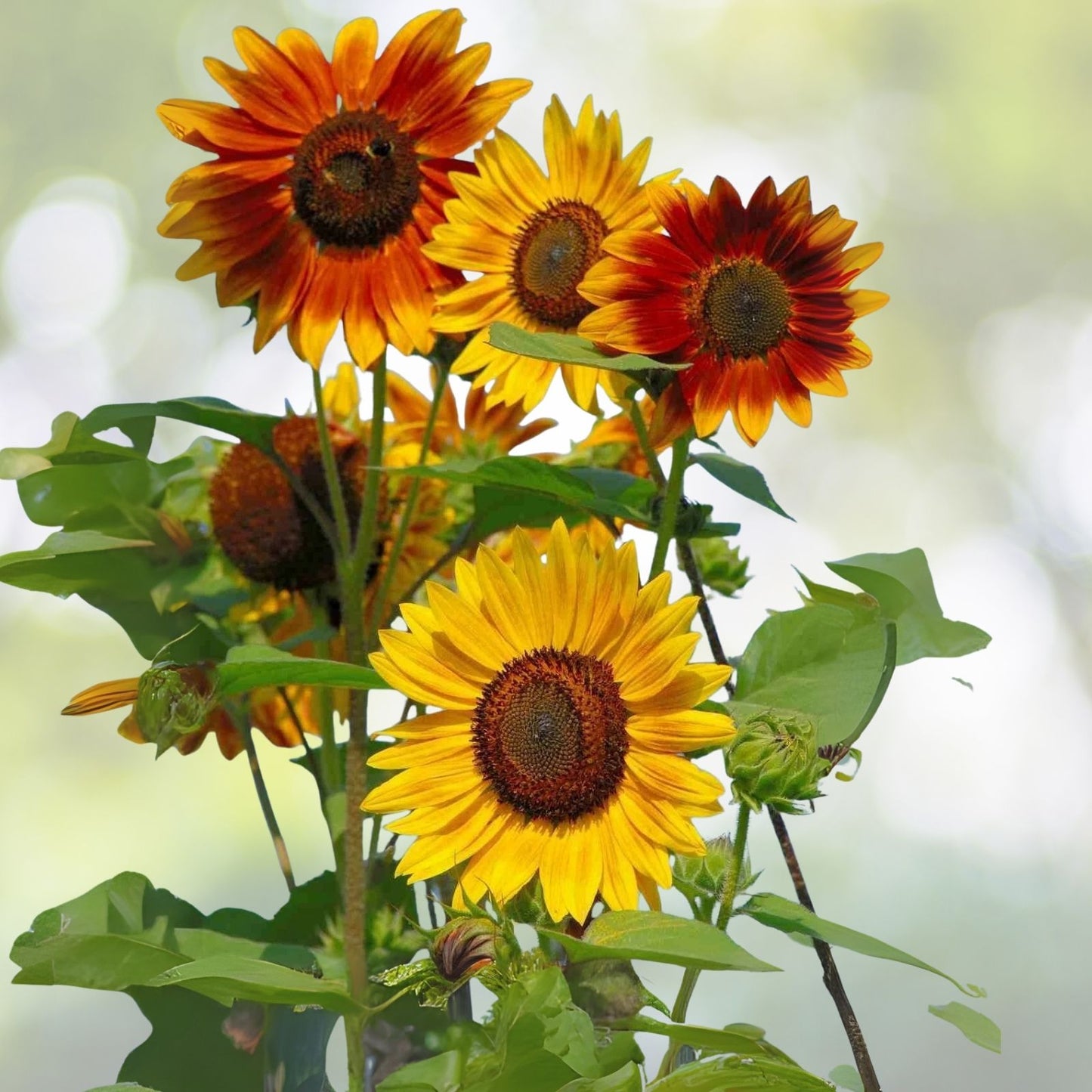 Evening Sunset Blend Sunflower Seeds - 25 Organic Seeds for Planting - Helianthus annuus