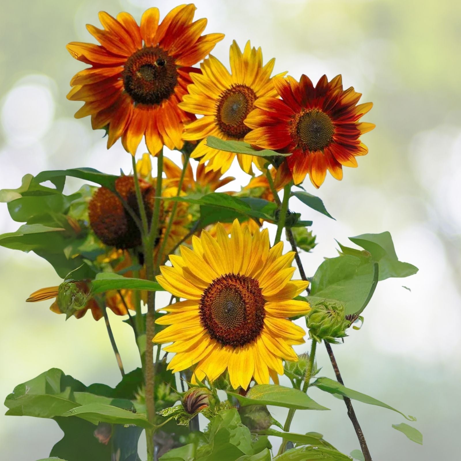 Evening Sunset Blend Sunflower Seeds - 25 Organic Seeds for Planting - Helianthus annuus