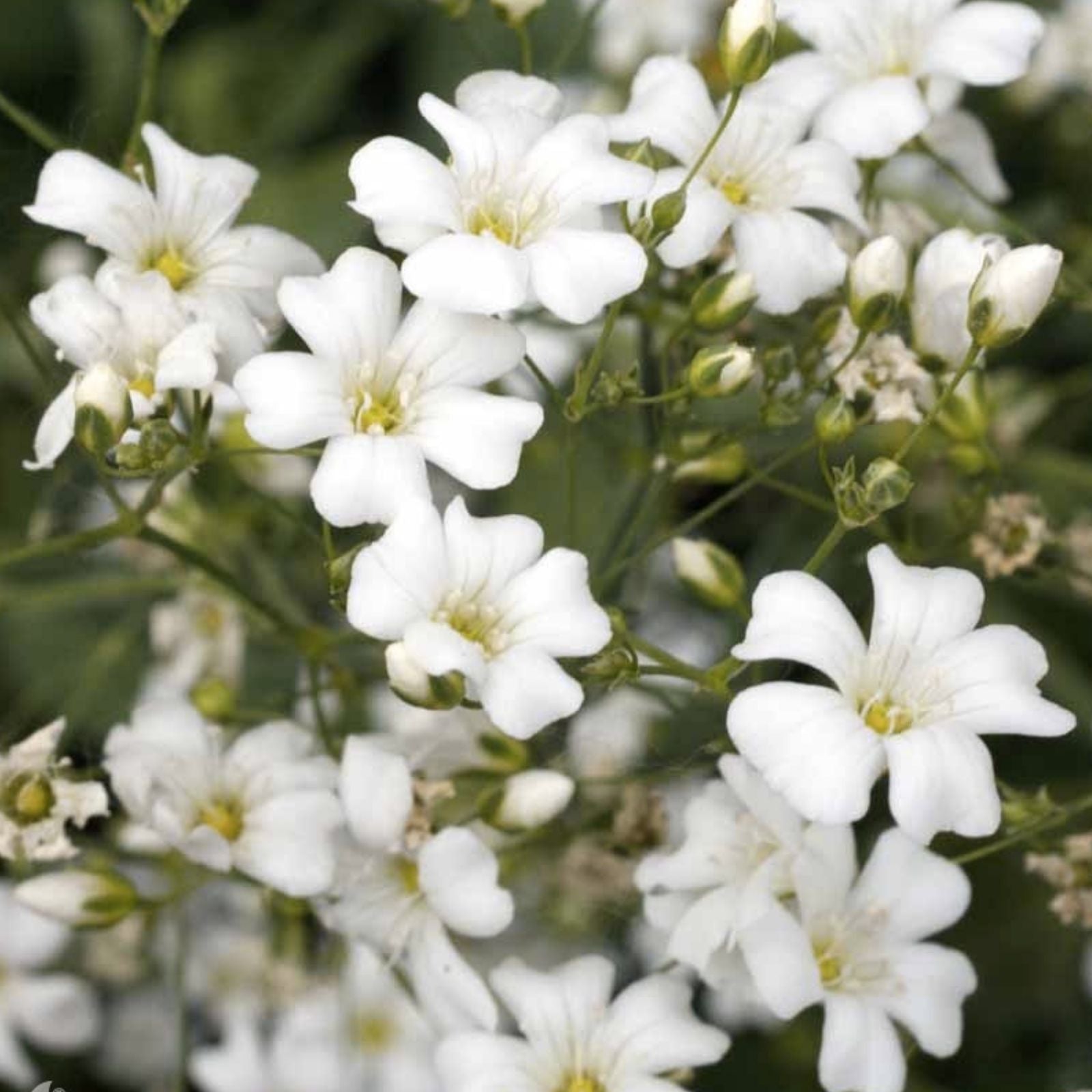 Baby's Breath Seeds - 200 Organic Gypsophila paniculata Seeds for Cutting Gardens - USA Grown - Free Shipping