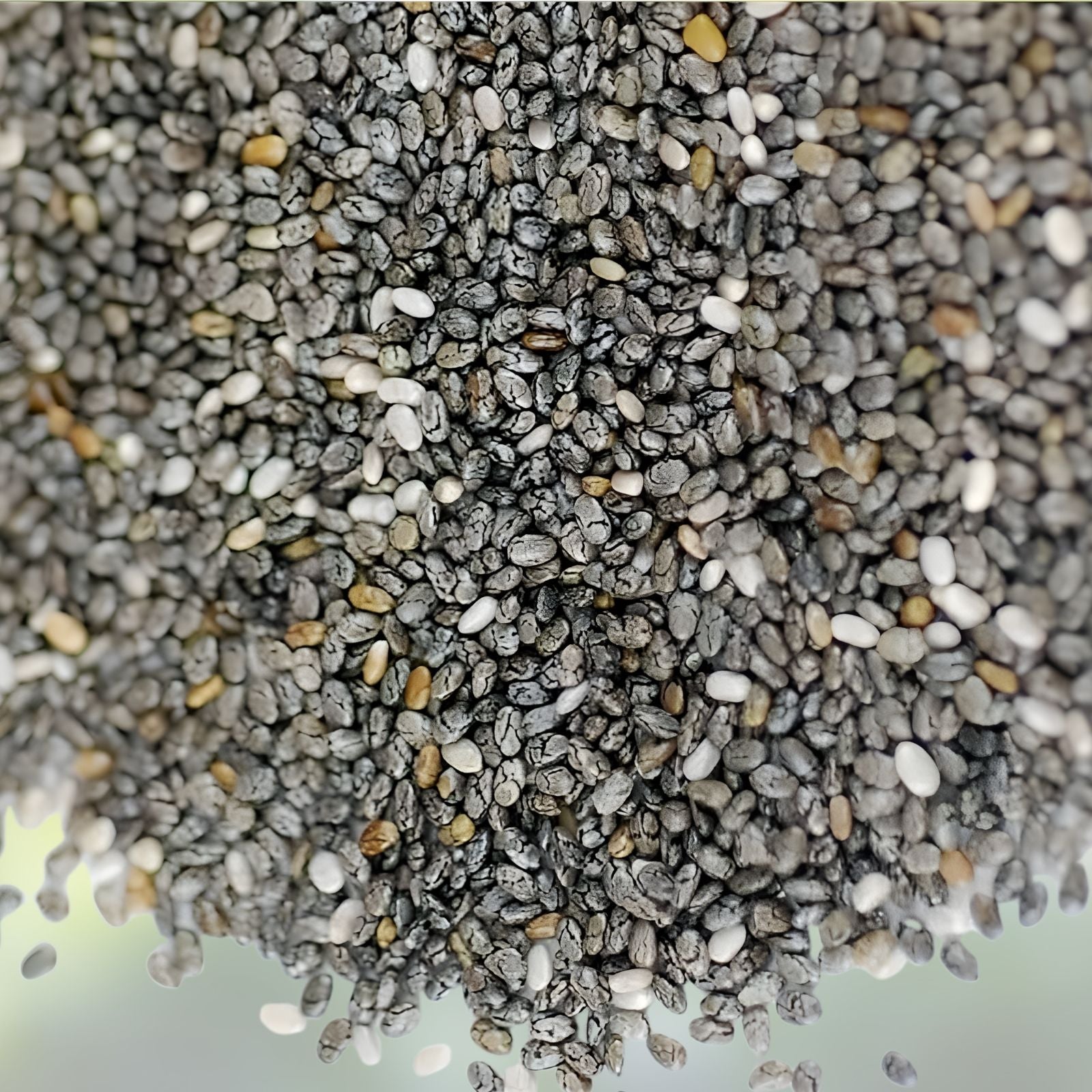 Chia Seeds for Planting, Organic Non-GMO Microgreens, Salvia hispanica, Garden Seeds, Healthy Superfood Planting Kit