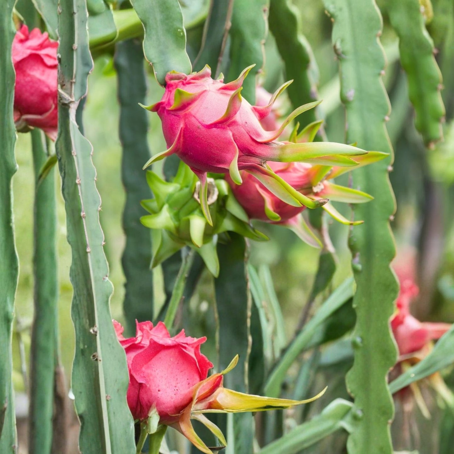 Dragon Fruit Cutting Orejona - Hylocereus undatus, Tropical Fruit Plant Starter for Home Garden, Edible Cactus, Fruit Plant