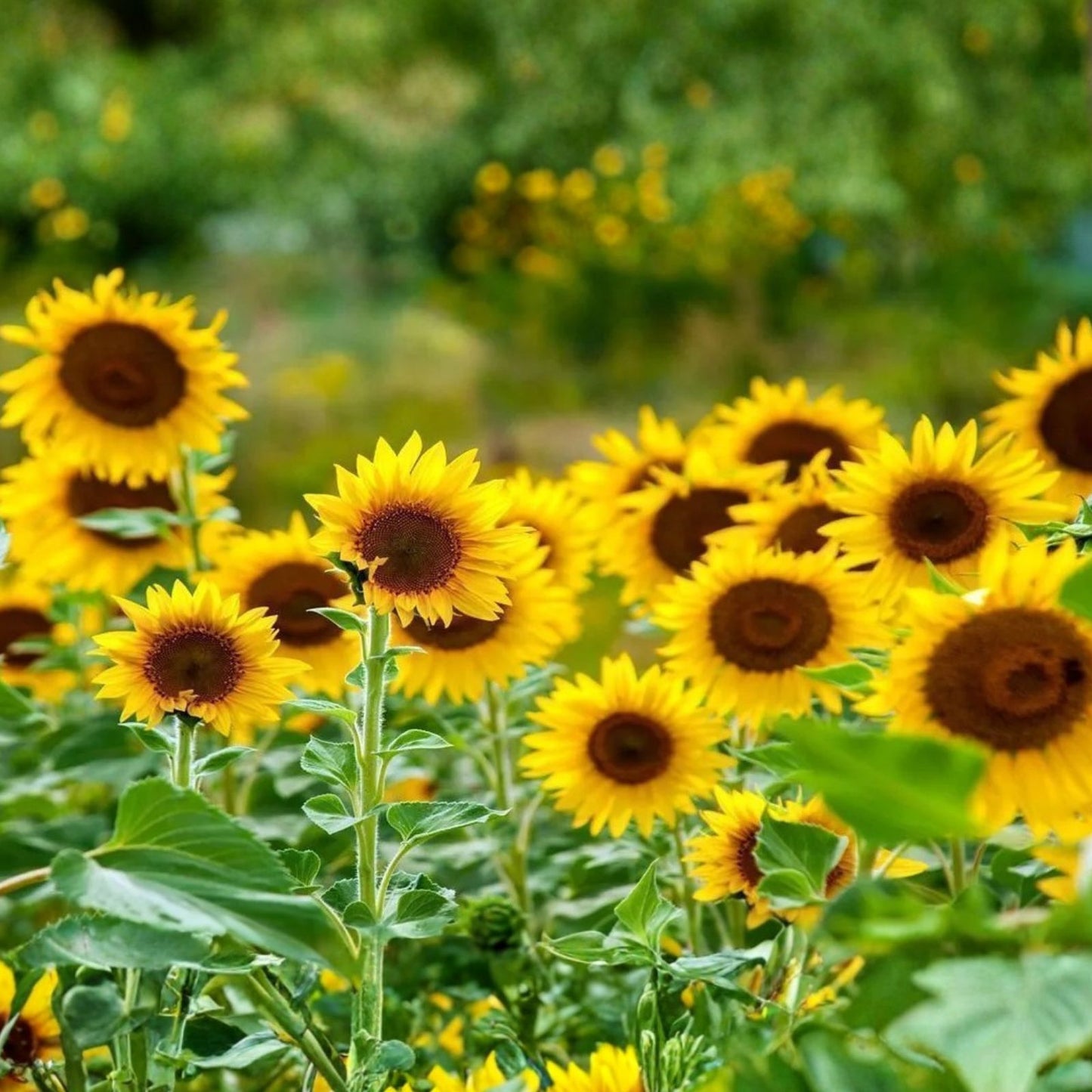 Sunflower Seeds 20+ Lemon Queen Variety Large Colorful Blooms Helianthus annuus Gardening Seeds