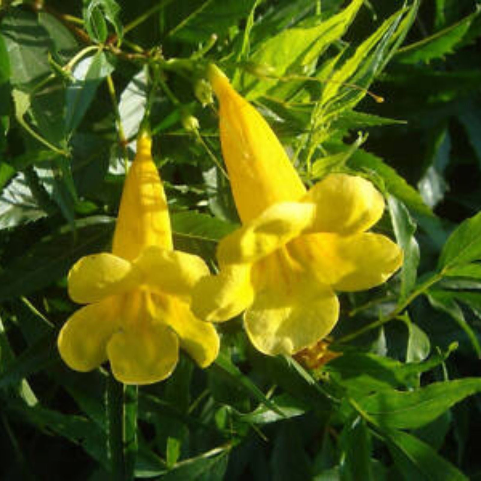 Organic Esperanza Seeds – 25+ Yellow Bells, Yellow Elder Bush, Tecoma Stans Non-GMO Gardening Seeds