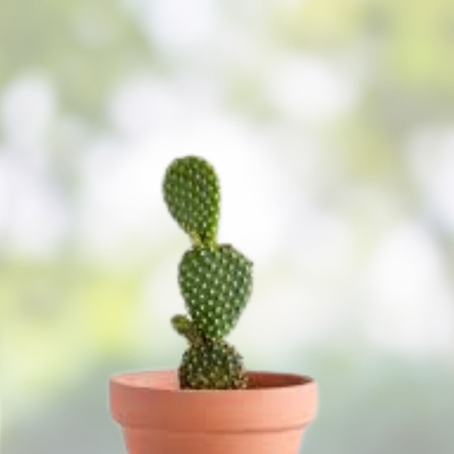 Miniature Prickly Pear Cactus Plant - Easy Care Opuntia Succulent for Home or Office - Rooted Plant