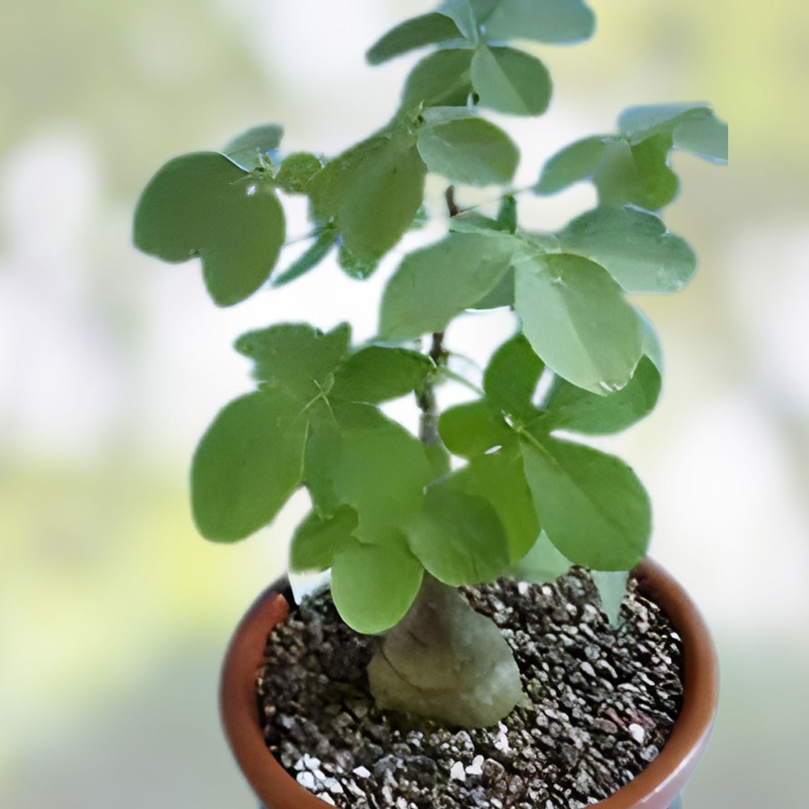 Adenia glauca Cactus Plant | Live Succulent | Unique Green Growth | Hardy Indoor Outdoor Plant
