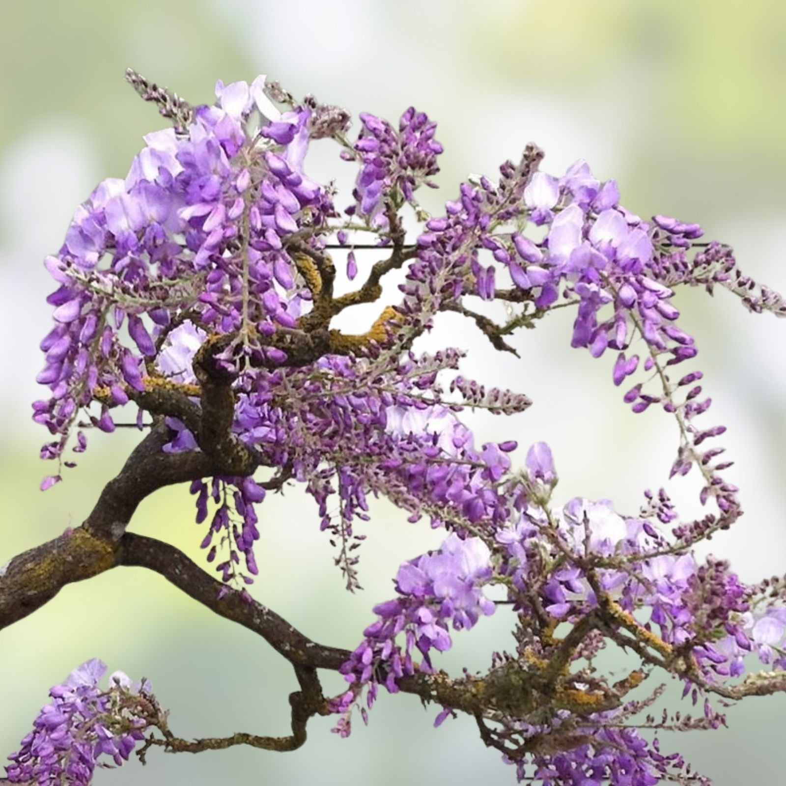 Purple Weeping Wisteria Bonsai Seedling - 1 Year Old - Wisteria sinensis - Indoor Outdoor Planting Gift
