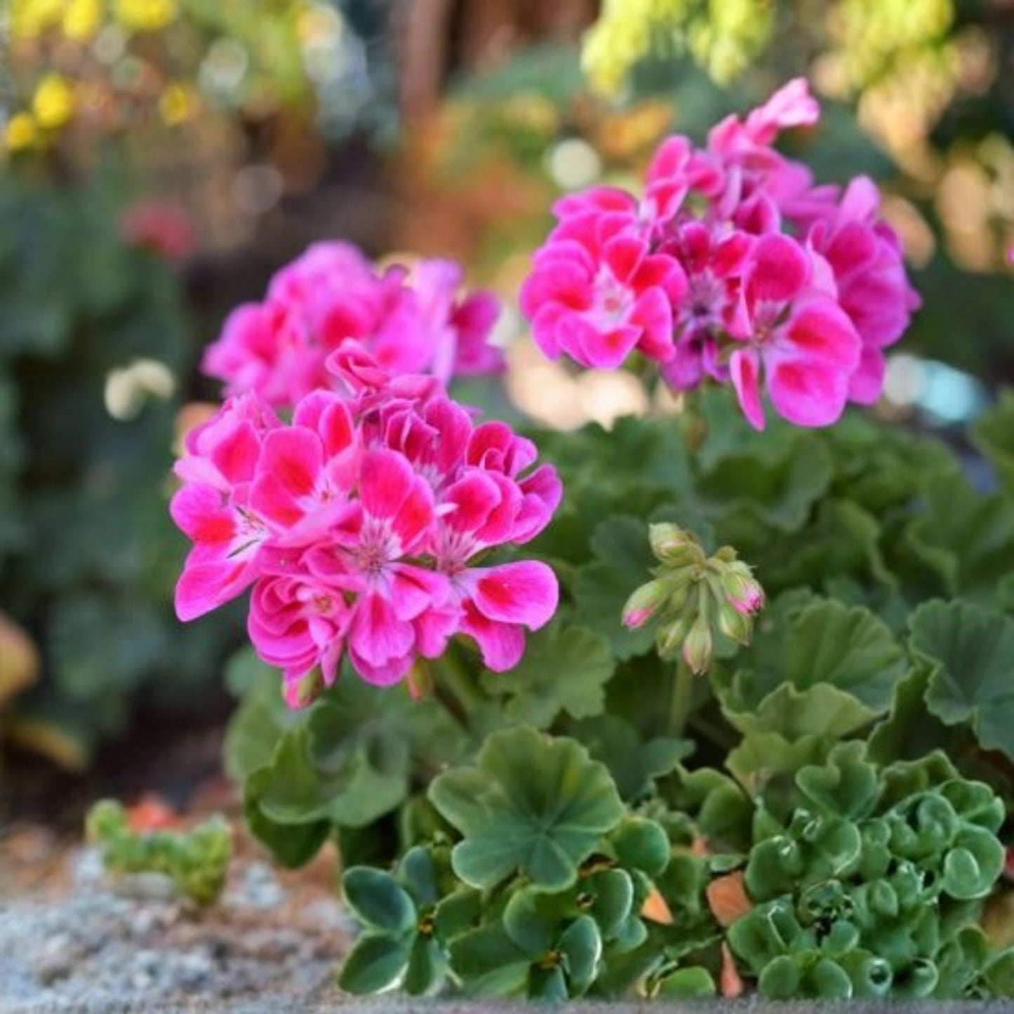 Geranium Cuttings 6" White Pelargonium Zonal Live Flower Plant - 3 Unrooted Propagules