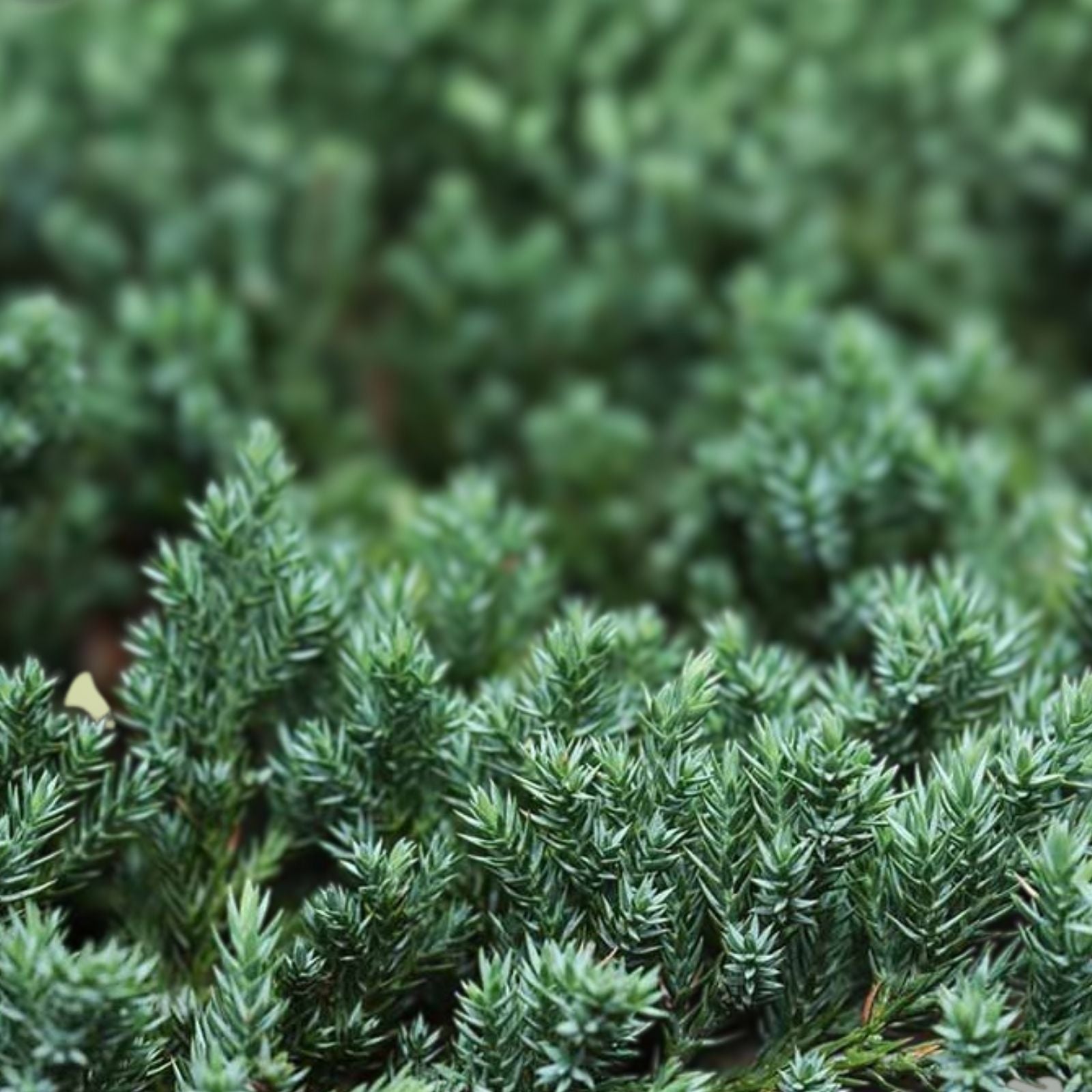 Juniper Cuttings Set of 12 – Not Rooted Shrubs for Landscaping – Juniperus spp. – Zone 5-9