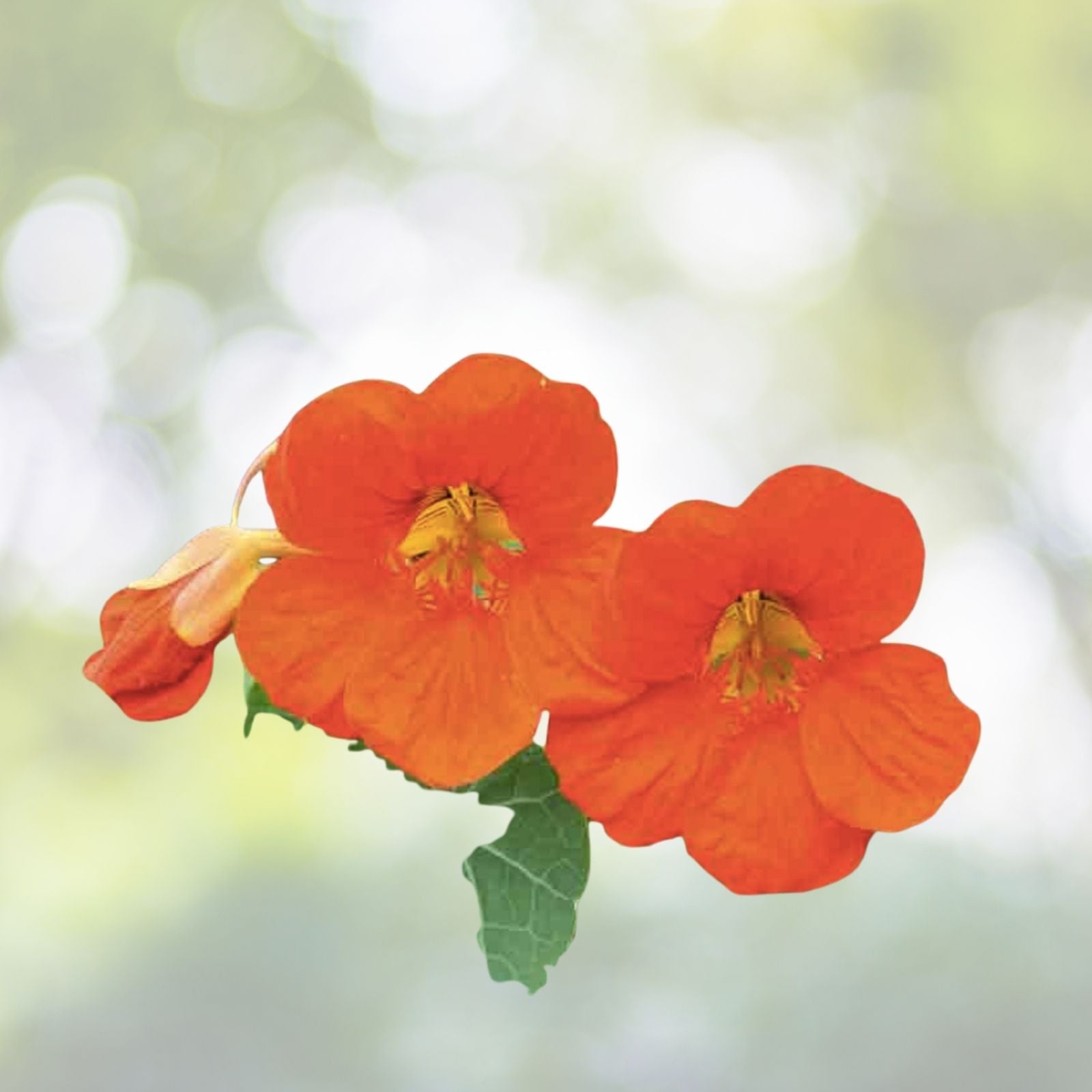 25 Nasturtium Seeds Mix - Rock Cress Climbing Edible Flowers (Tropaeolum Majus) for Gardens and Cooking