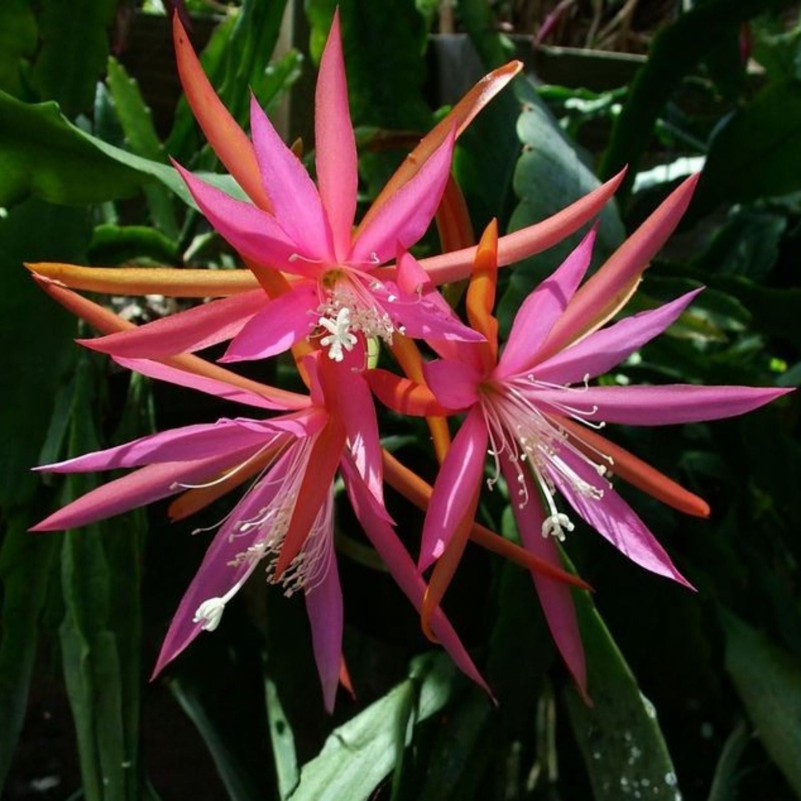 Epiphyllum Cuttings 8-10 inches Elmira Paetz Unrooted Succulent Variety with Small Flowers