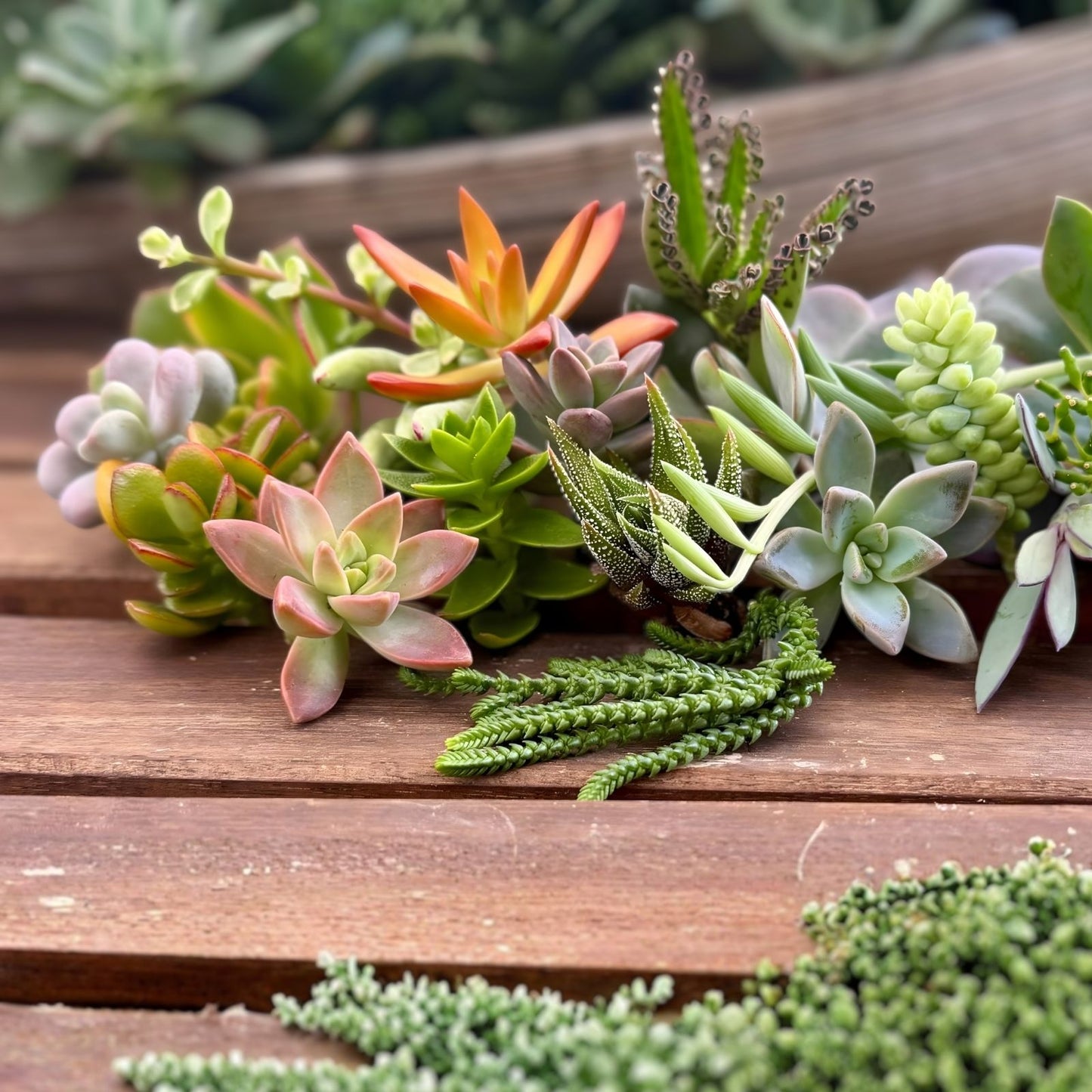 20 Assorted Succulent Cuttings 2" Live Organic Plants for DIY Projects and Home Decor - Echeveria, Sedum
