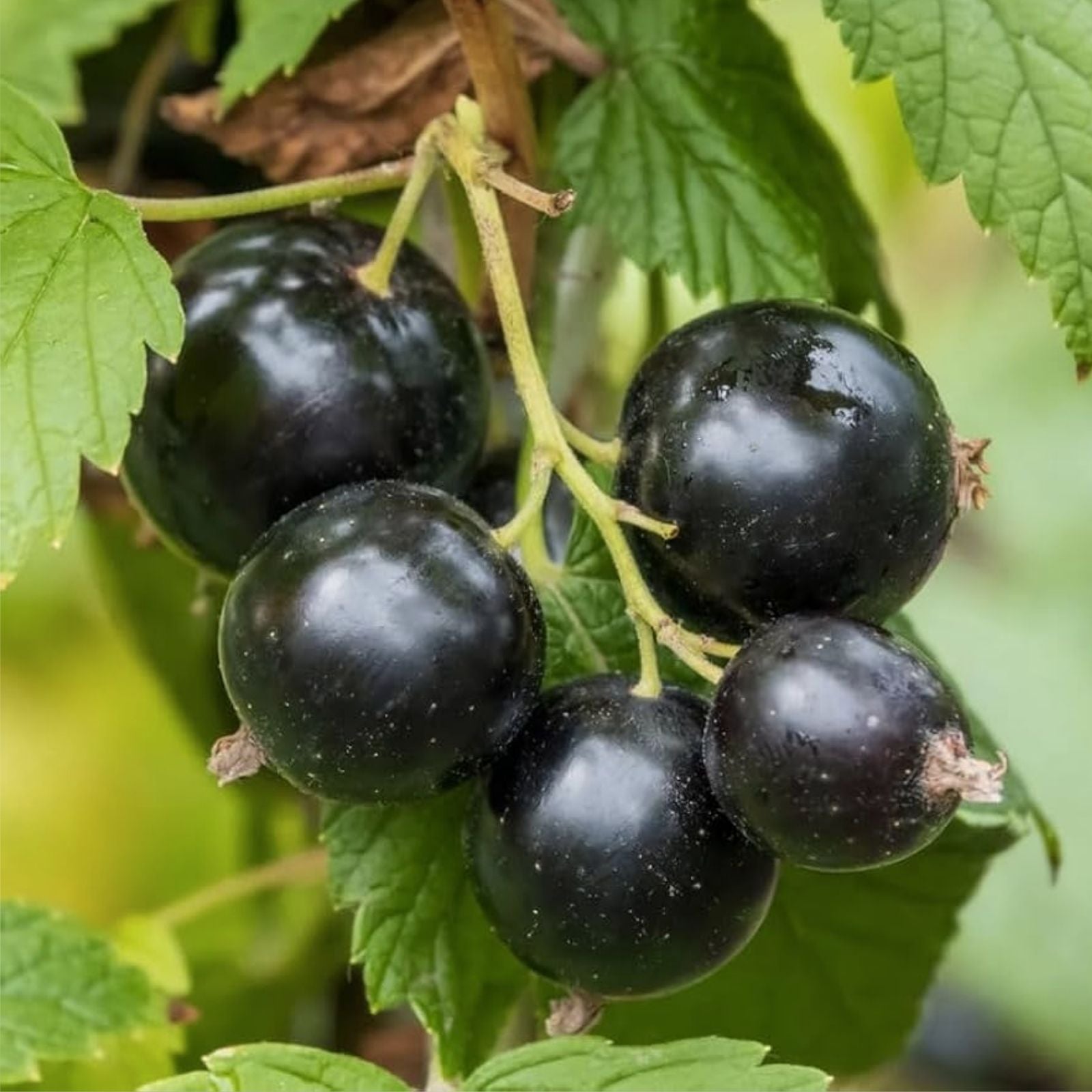Black Currant Rooted Cutting Starter Plant, Organic, Zones 3-8, Ribes nigrum, Fruit-bearing, Fresh Garden Plant