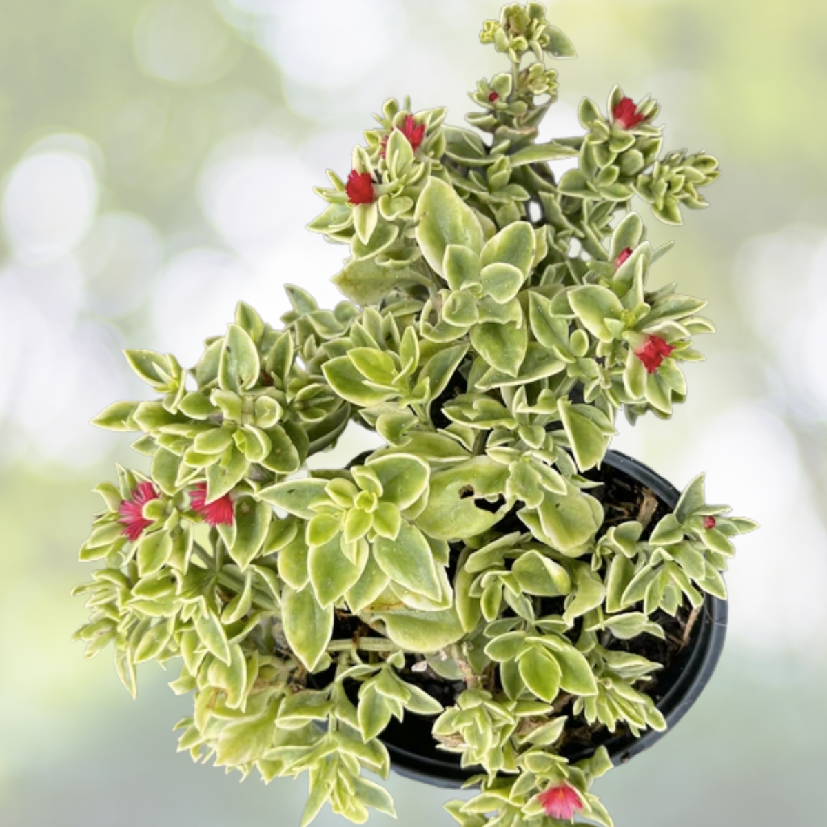 Aptenia cordifolia Cuttings 20 Pack - Red/Pink Apple Ice Plant 'Baby Sun Rose' - Succulent Cuttings for Gardening
