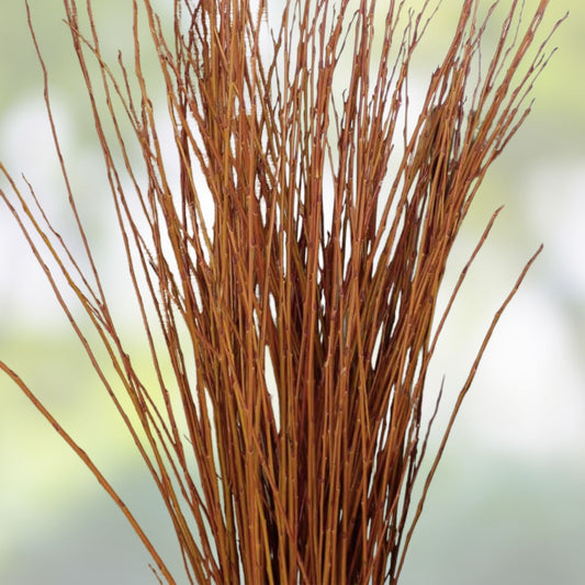 Flame Willow Trees 2 Pack - Vibrant Orange and Red Bark - Salix elaeagnos - Ornamental Shrubs for Landscaping