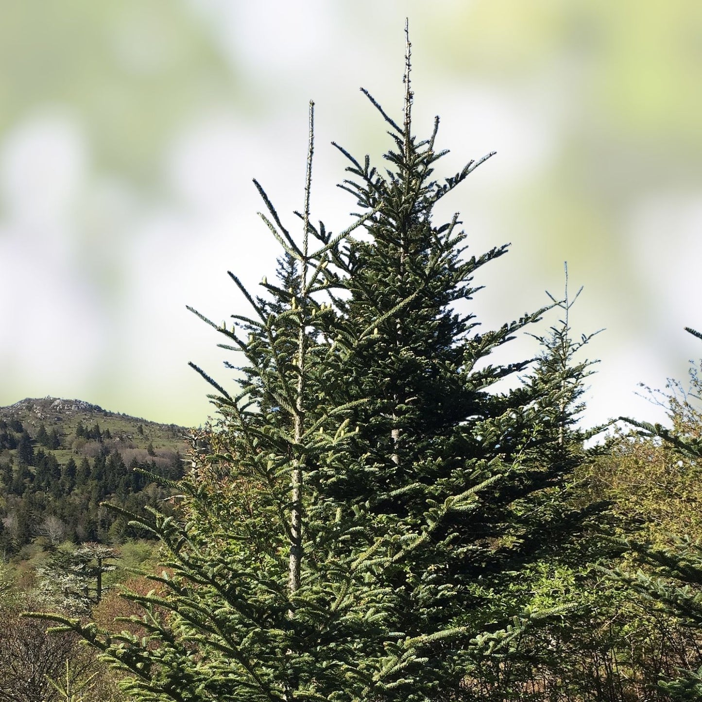 Fraiser Fir Tree Seedlings for Planting, 6-12 Inches, Abies fraseri, Evergreen Conifer, Christmas Tree Seedlings