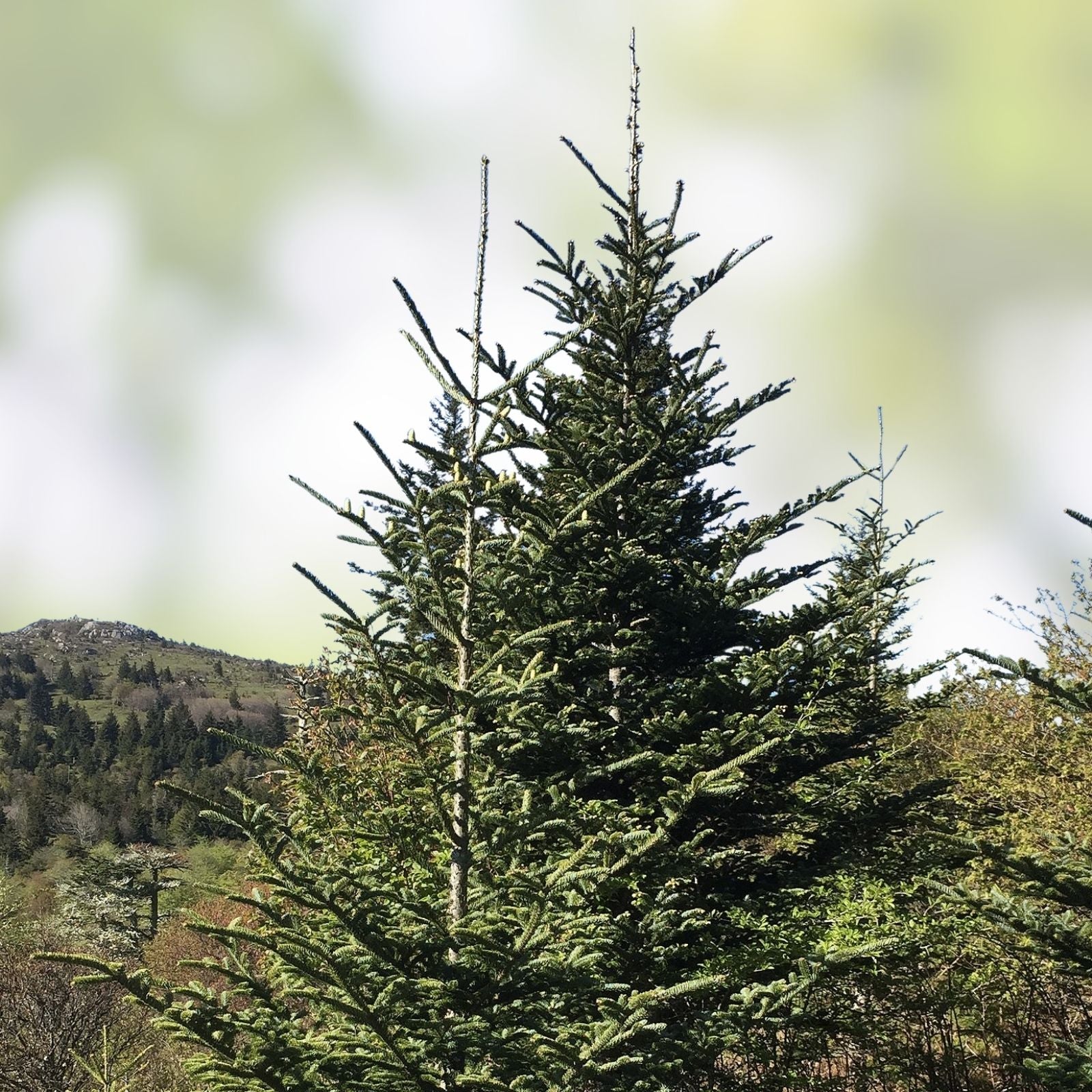 Fraiser Fir Tree Seedlings for Planting, 6-12 Inches, Abies fraseri, Evergreen Conifer, Christmas Tree Seedlings